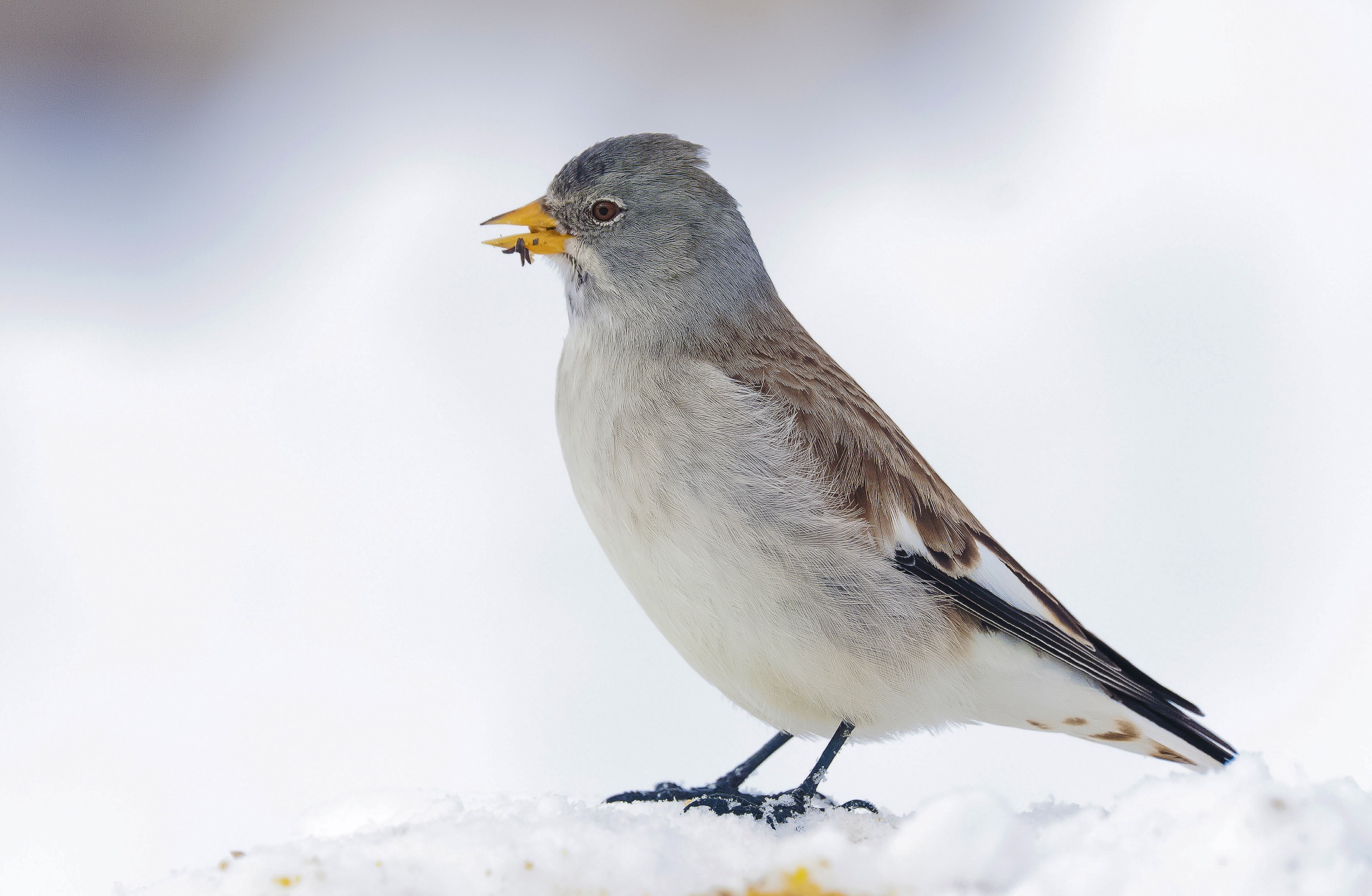 Fringuello Alpino. Lessinia.