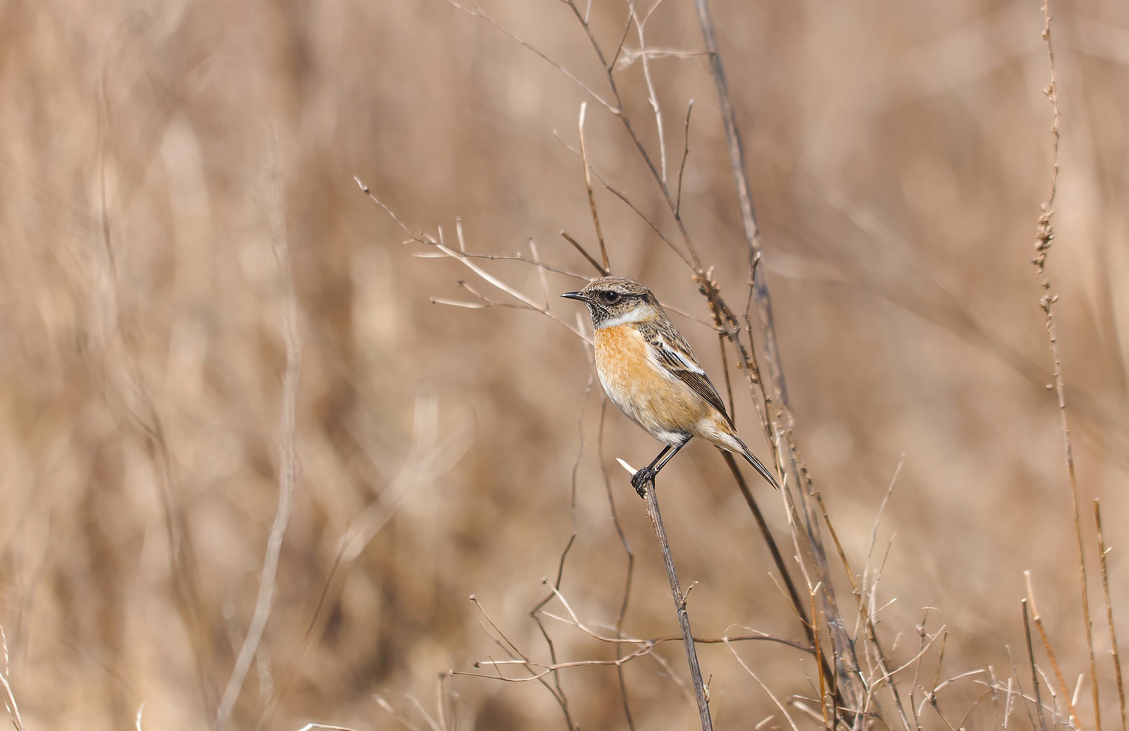 Saltimpalo. Massaciuccoli.