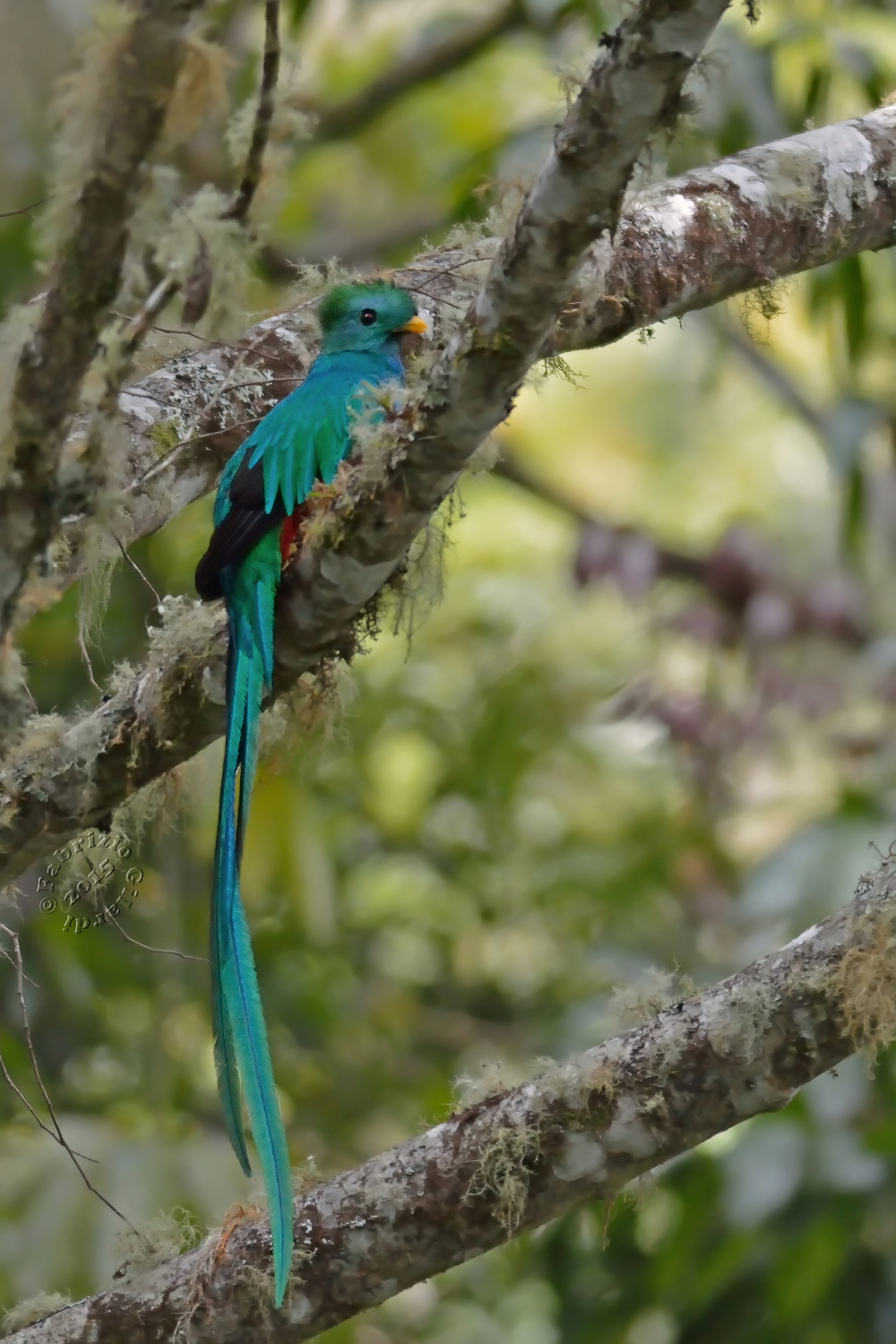 Quetzal splendente (Pharomachrus mocinno)