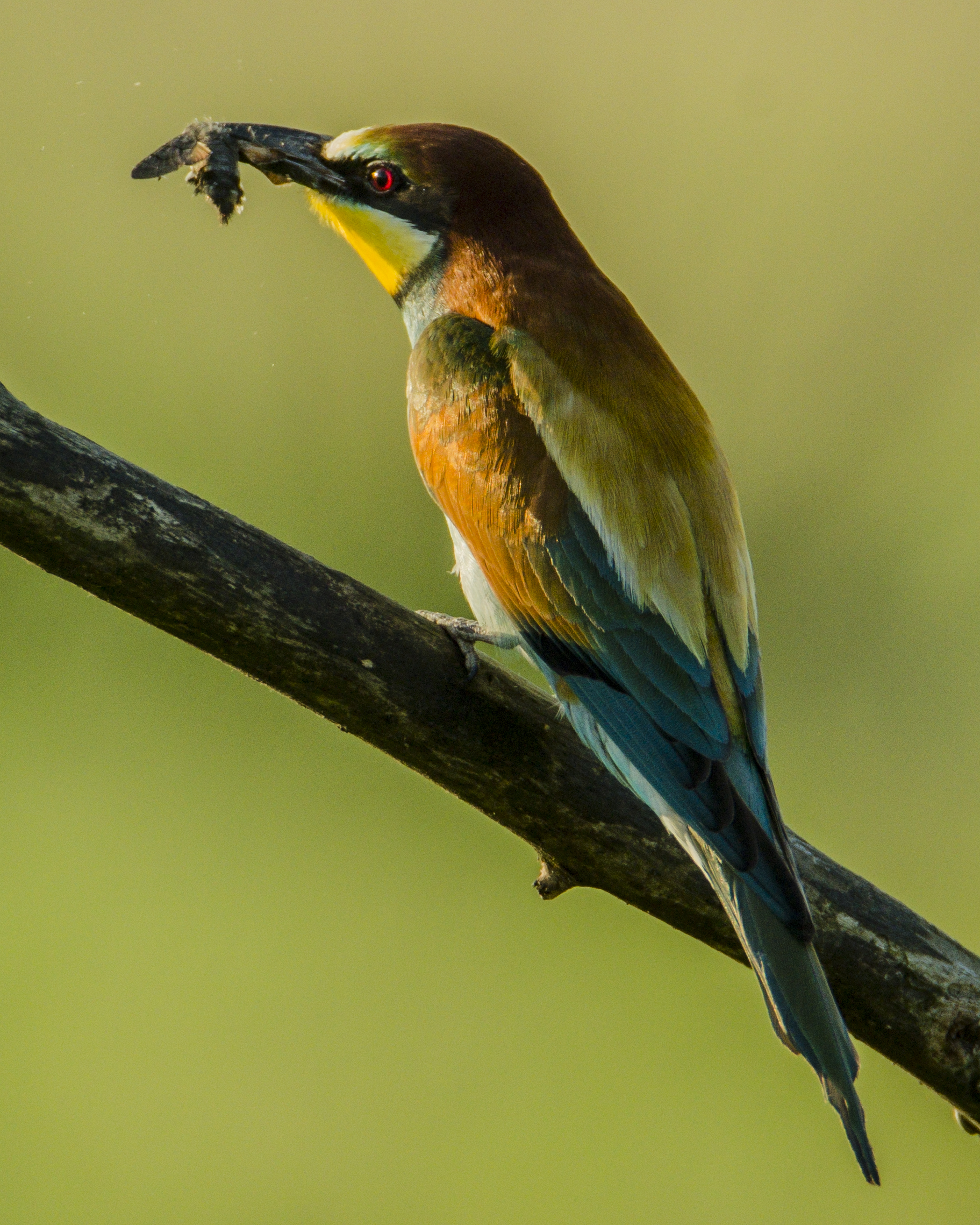 Bee-eater with prey (Merops Apiaster)