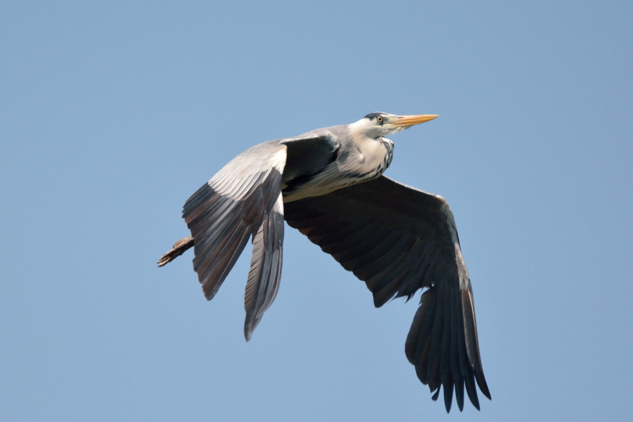 Grey Heron