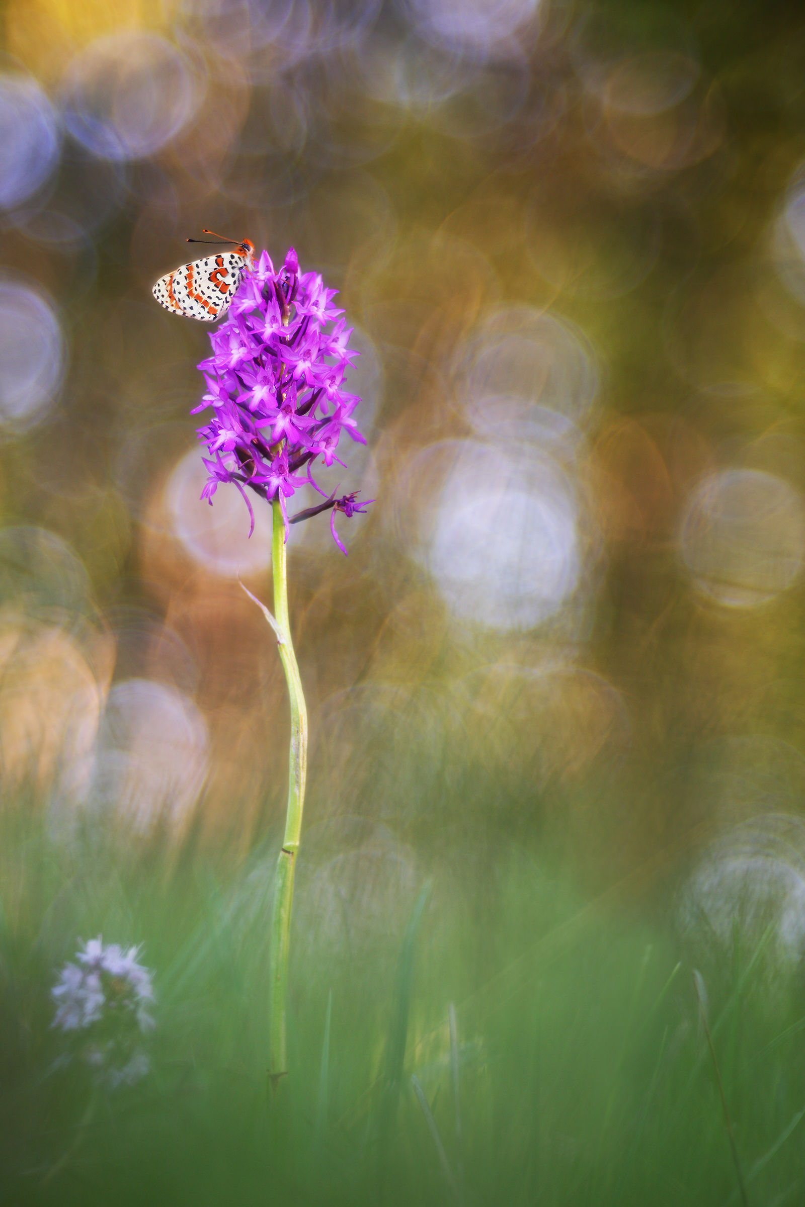 Melitaea didyma on Anacamptis pyramidalis