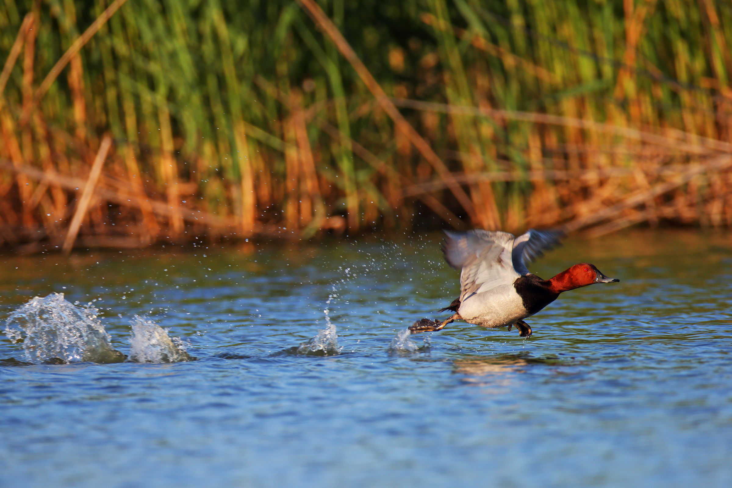 The takeoff of Pochard