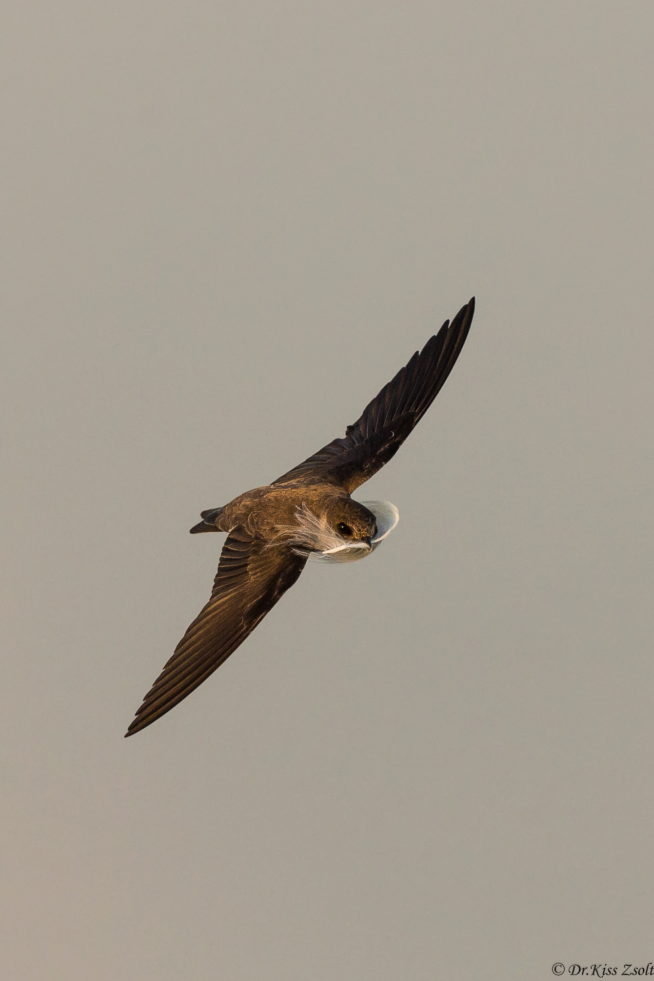 Sand martin con una piuma