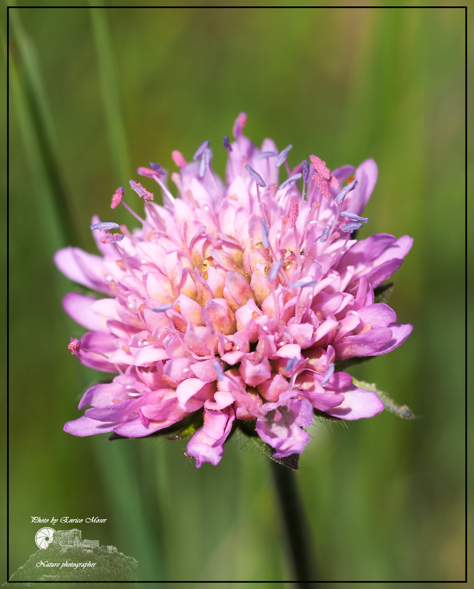 Knautia drymeia
