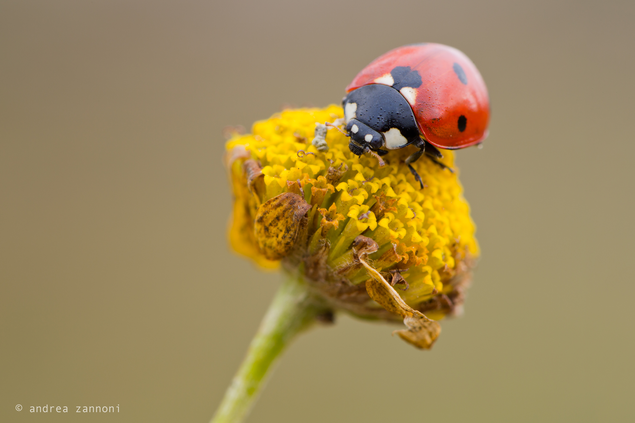 On the roof of the world