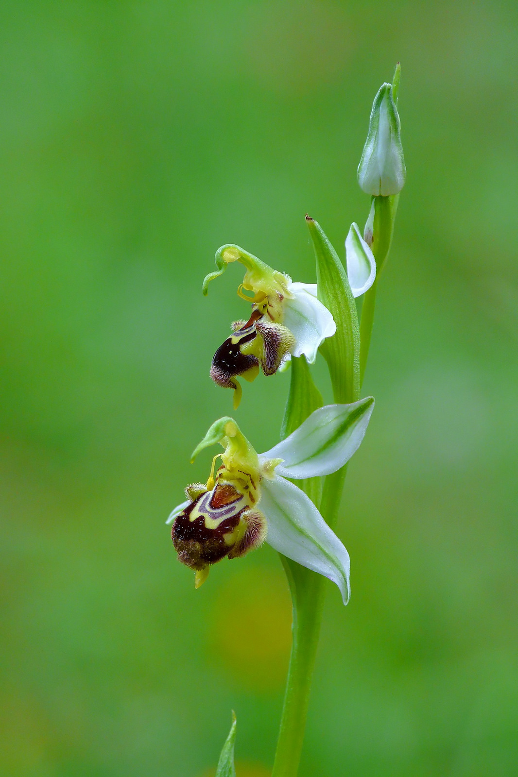 Bee Ophrys