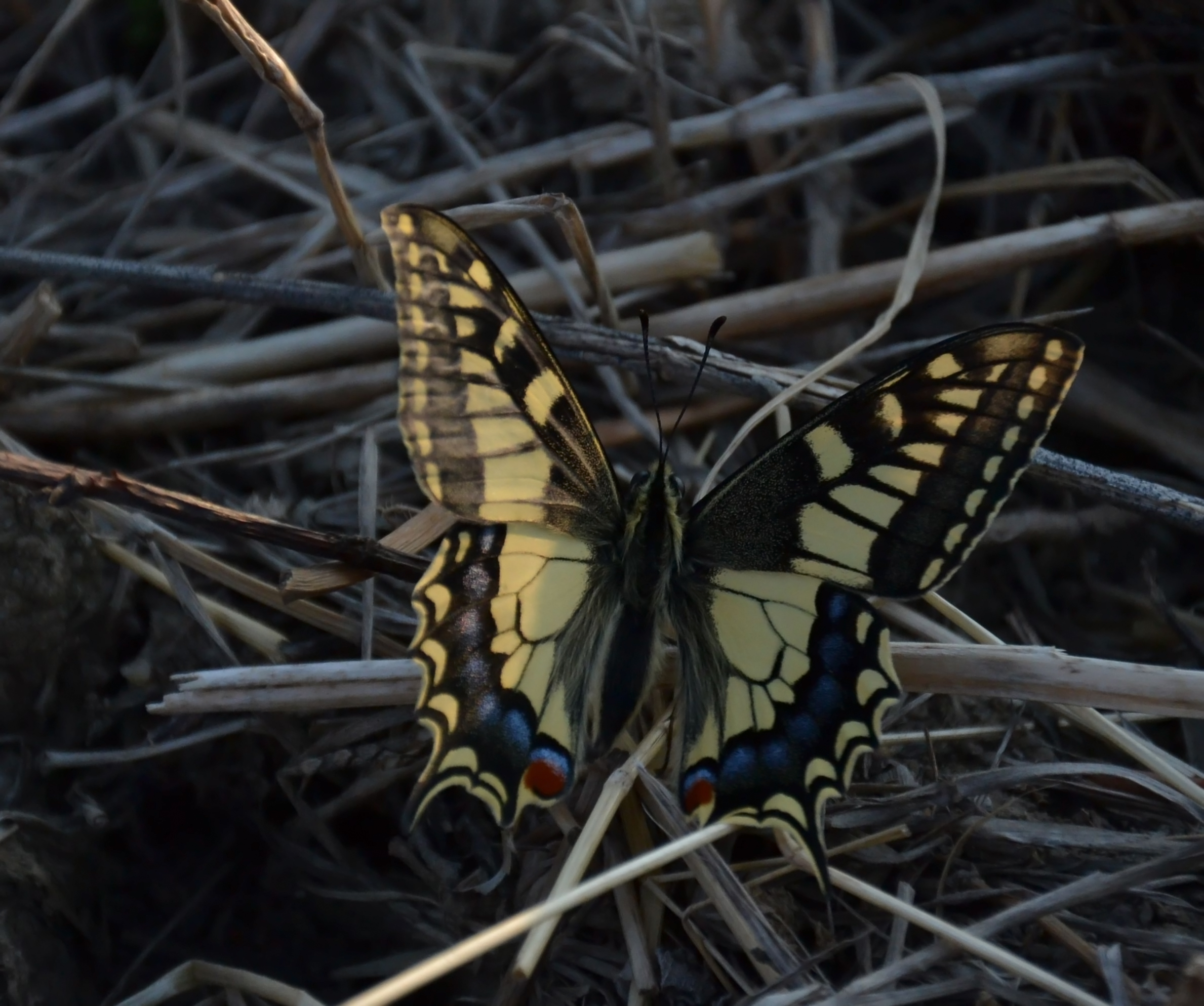 Machaon