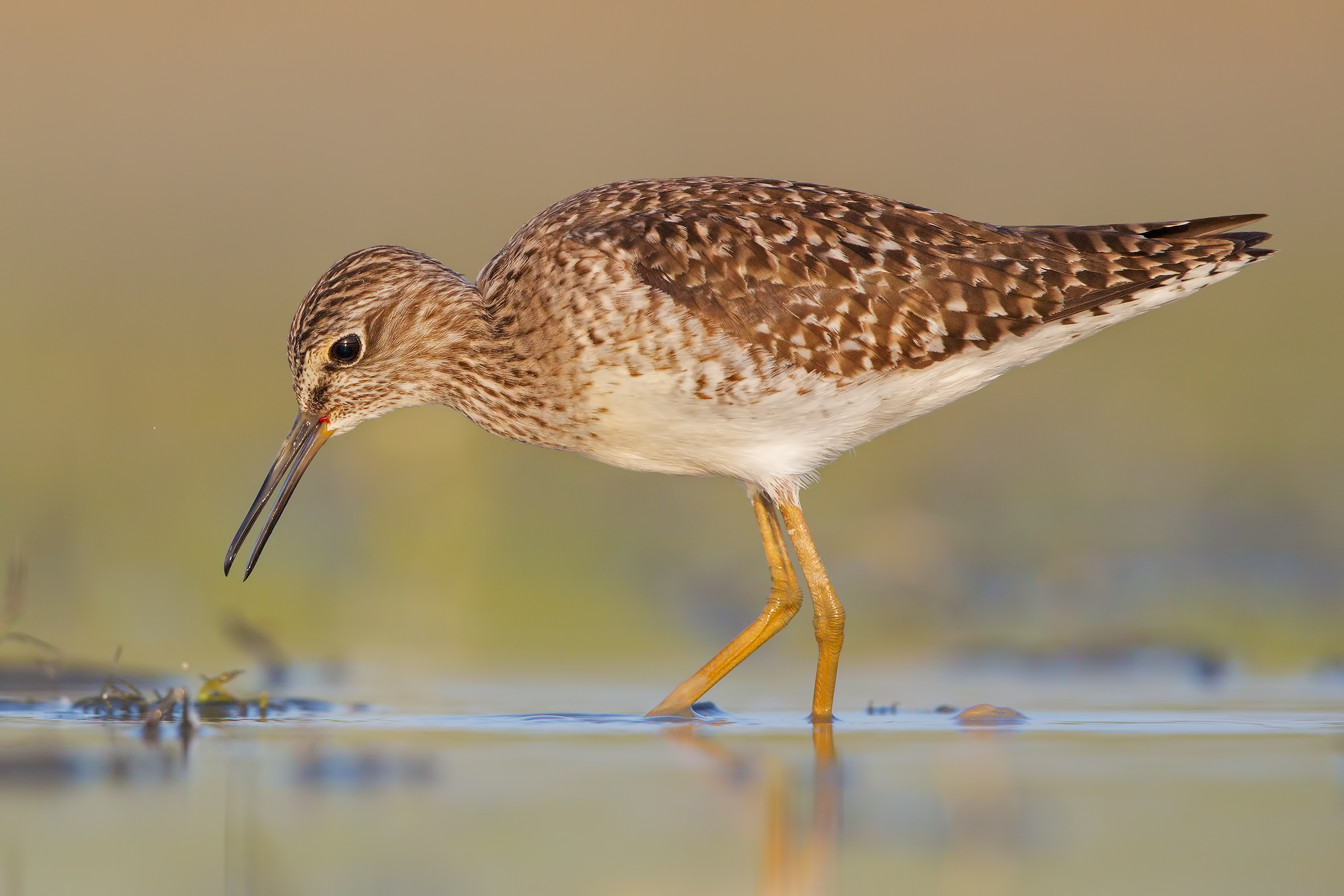 Piro piro boschereccio