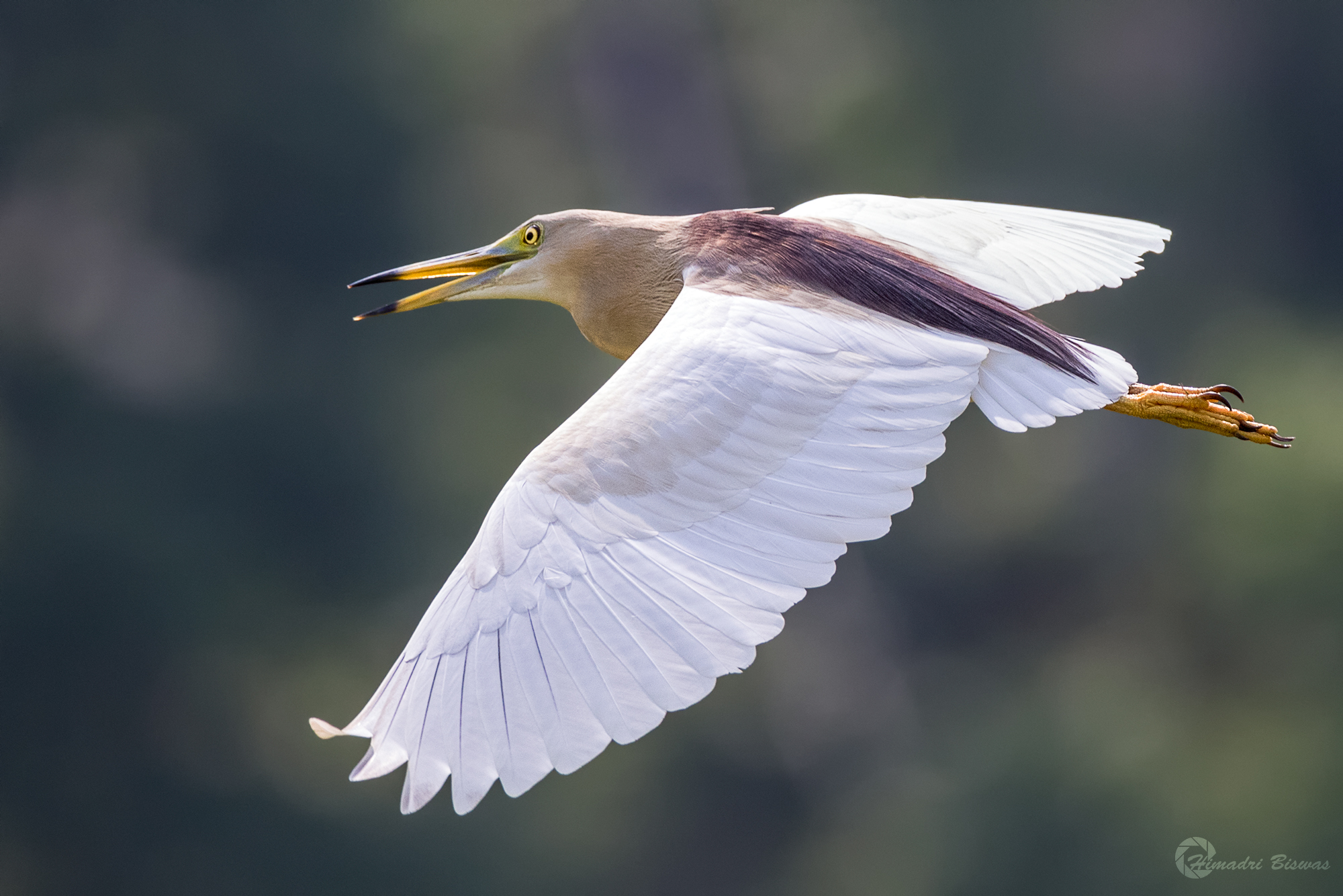 Stagno Airone indiano