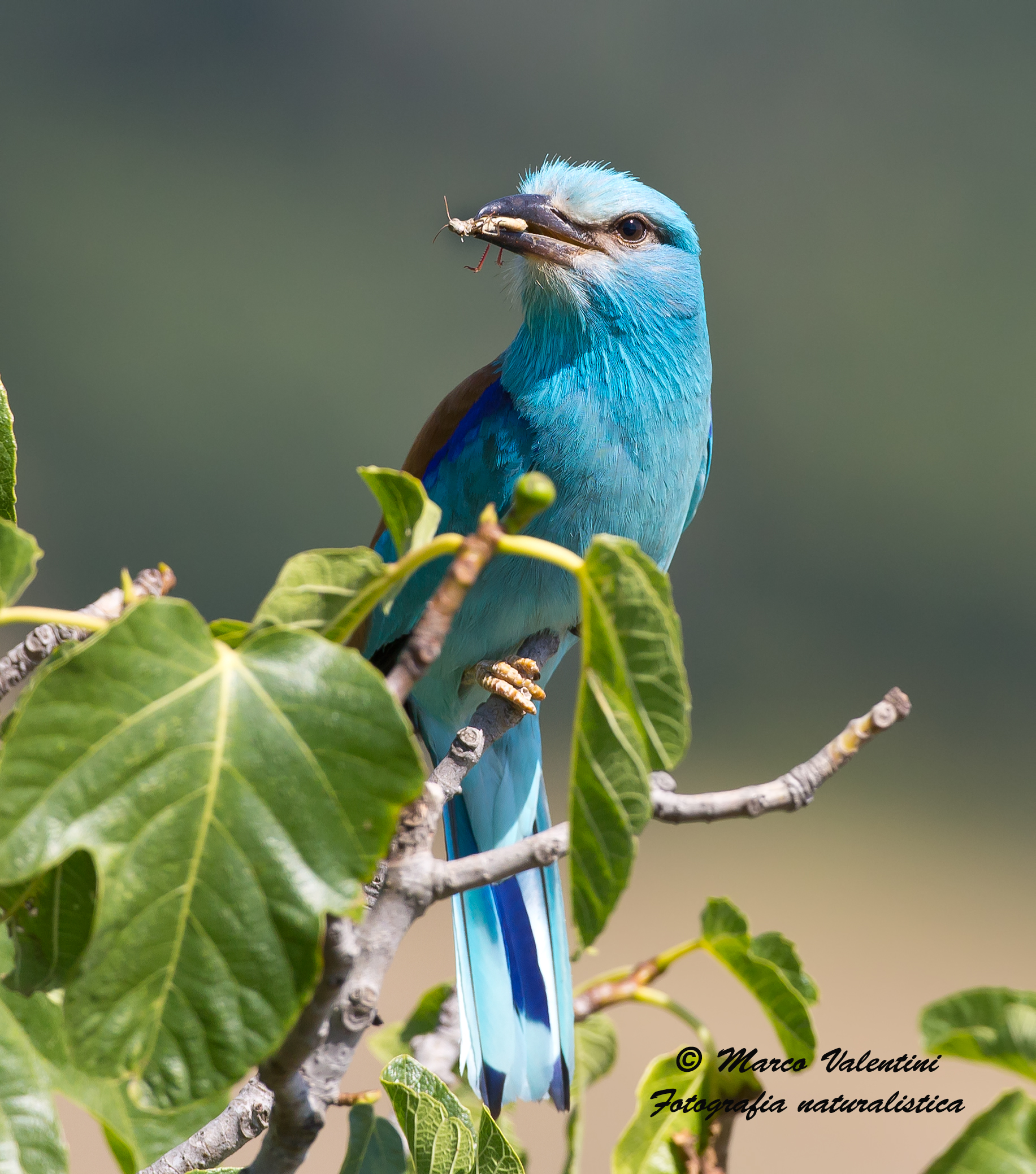 Ghiandaia marina con preda HD