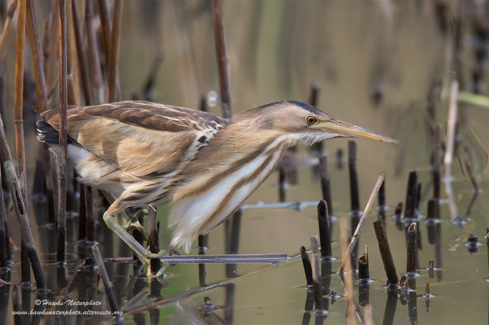 Tarabusina in hunting
