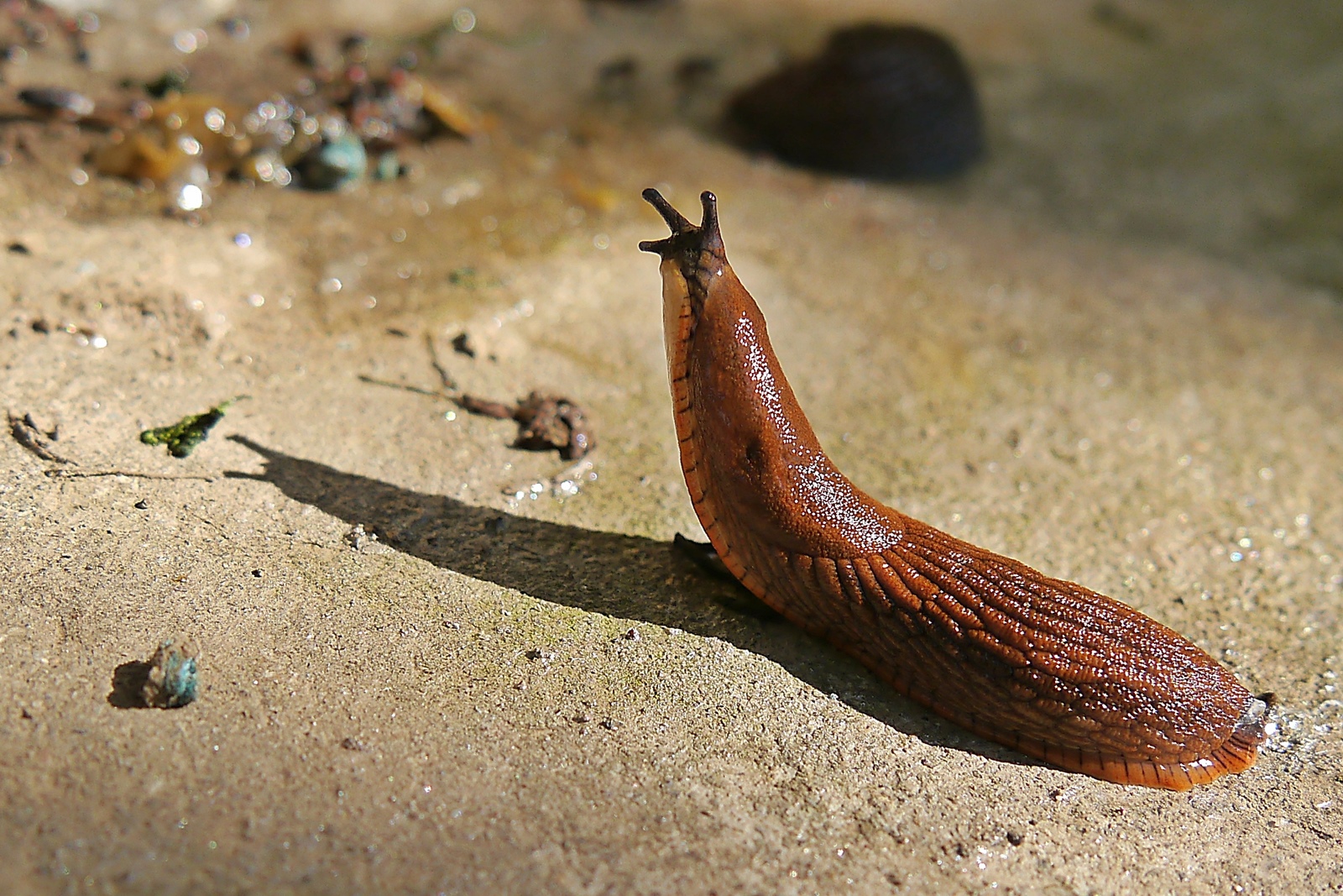 fleeing from the sun