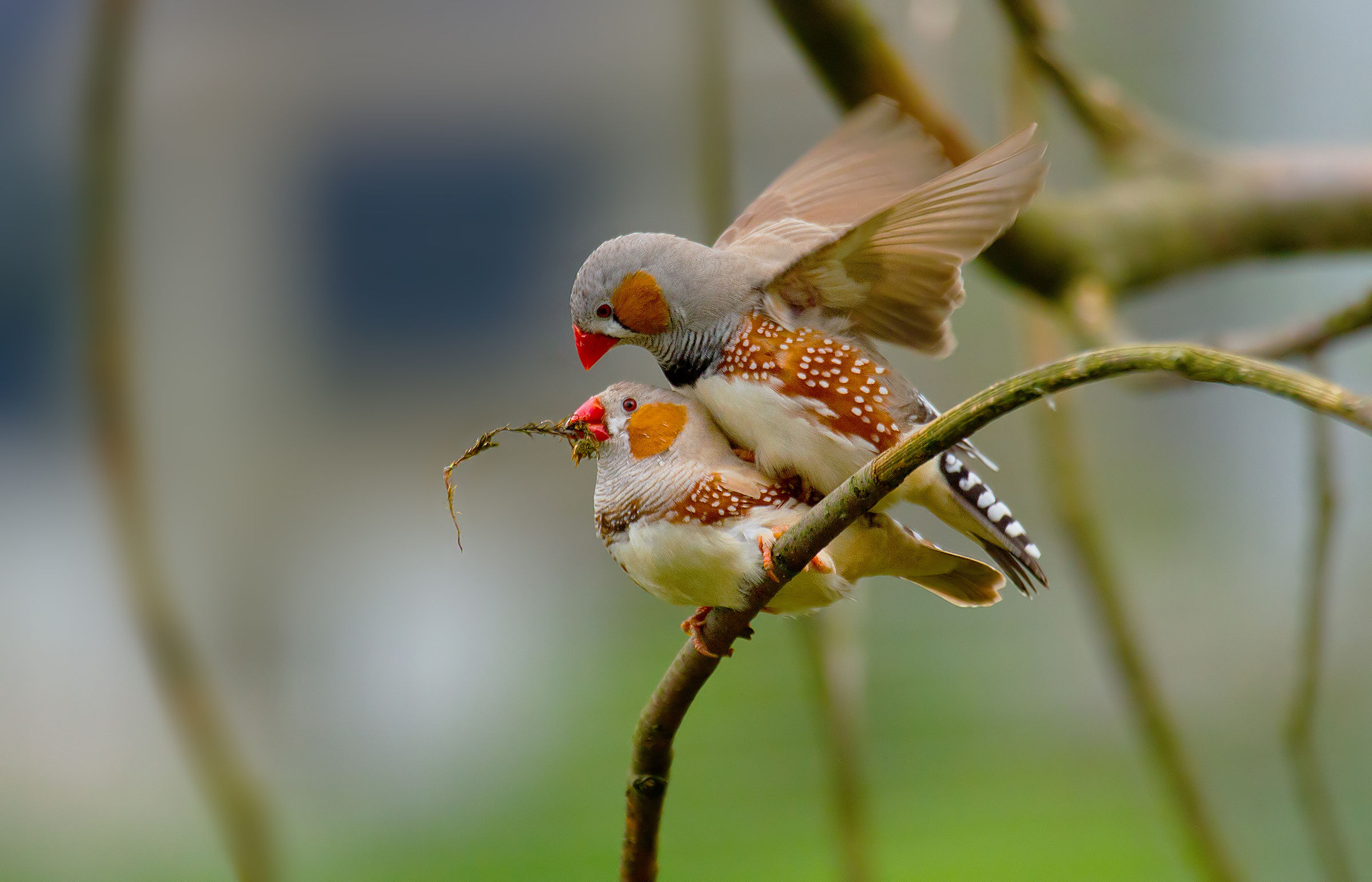 Zebra finch