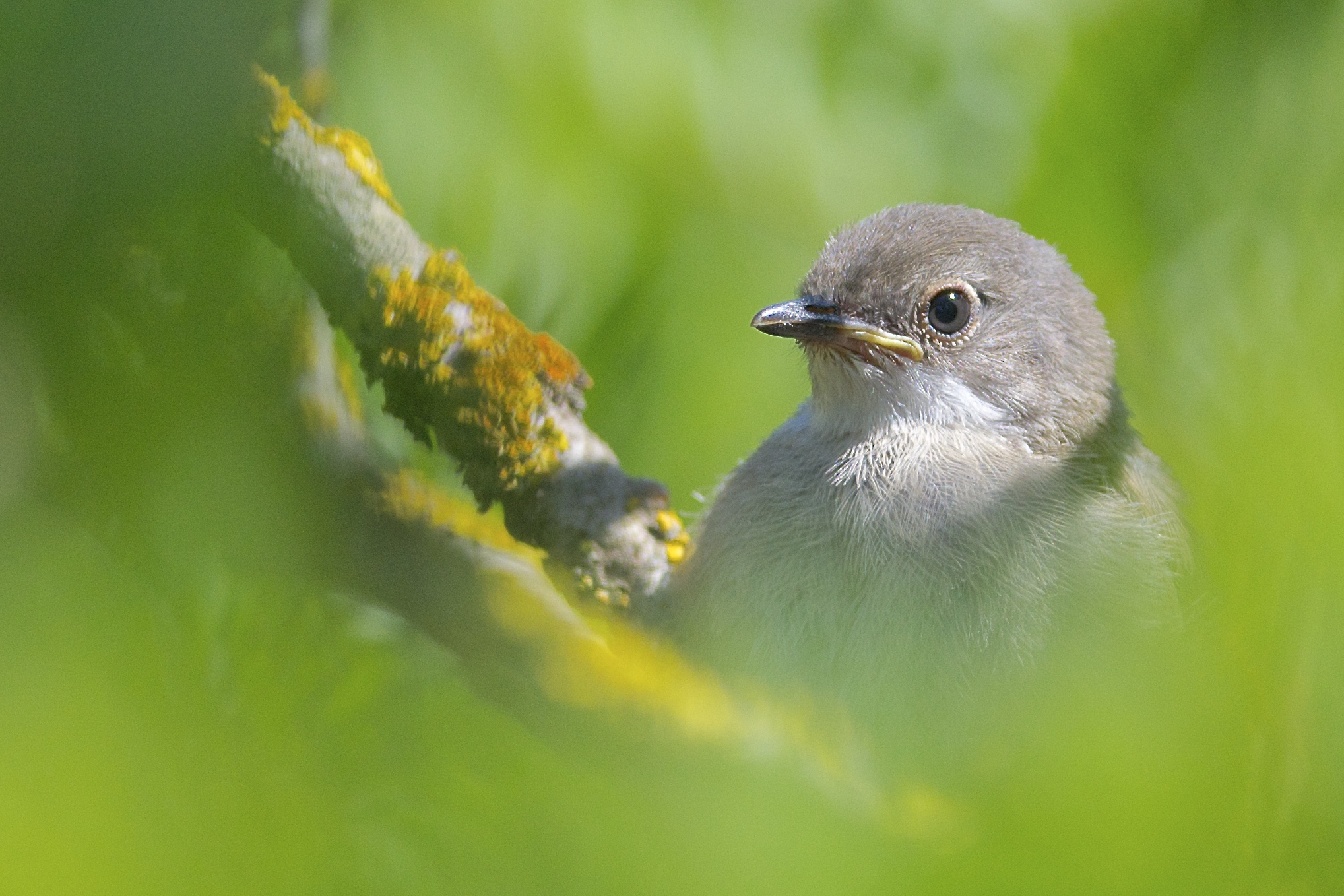 Ancora il piccolino(Occhiocotto)