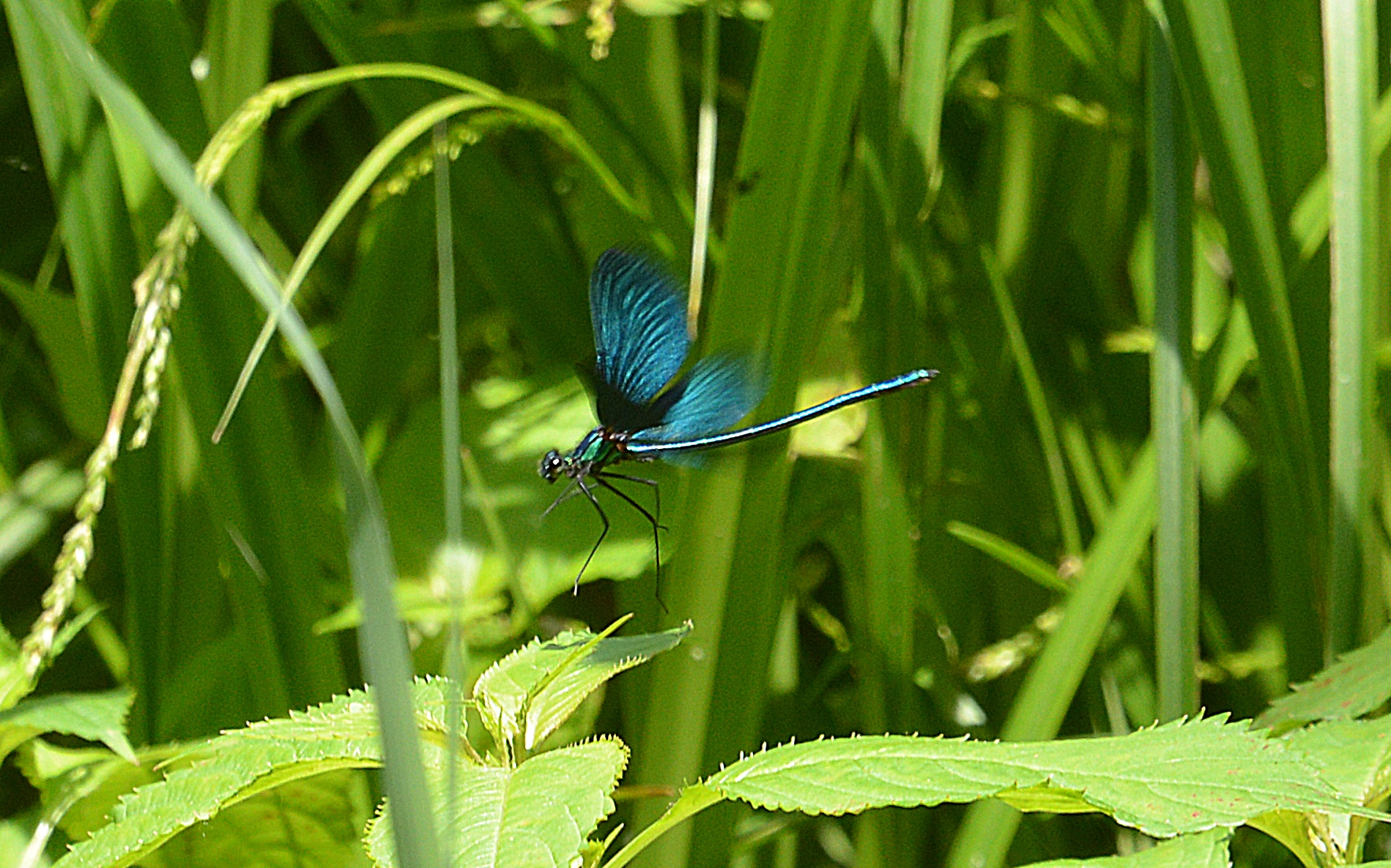 libellula