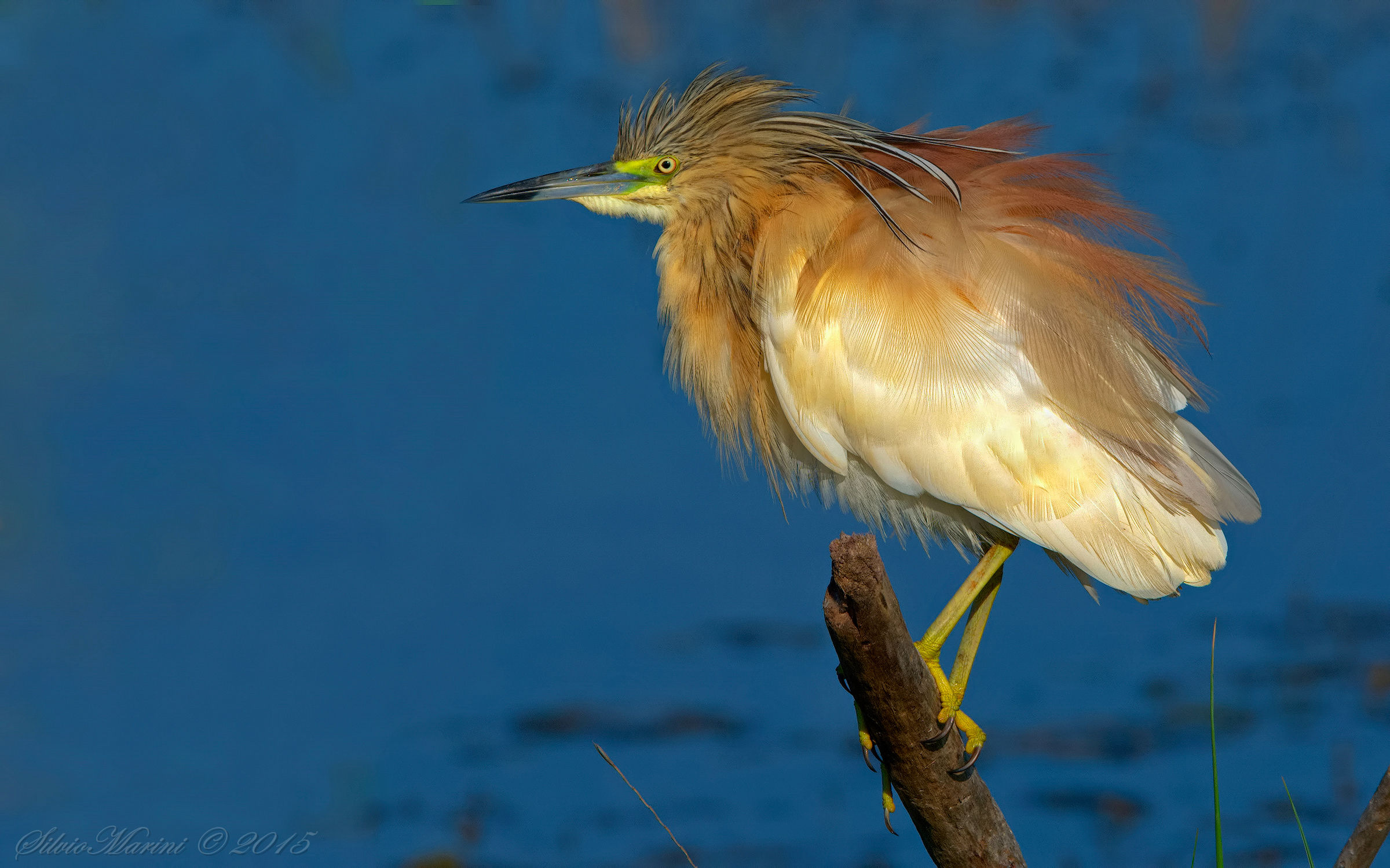 Sgarza ciuffetto (Ardeola ralloides )