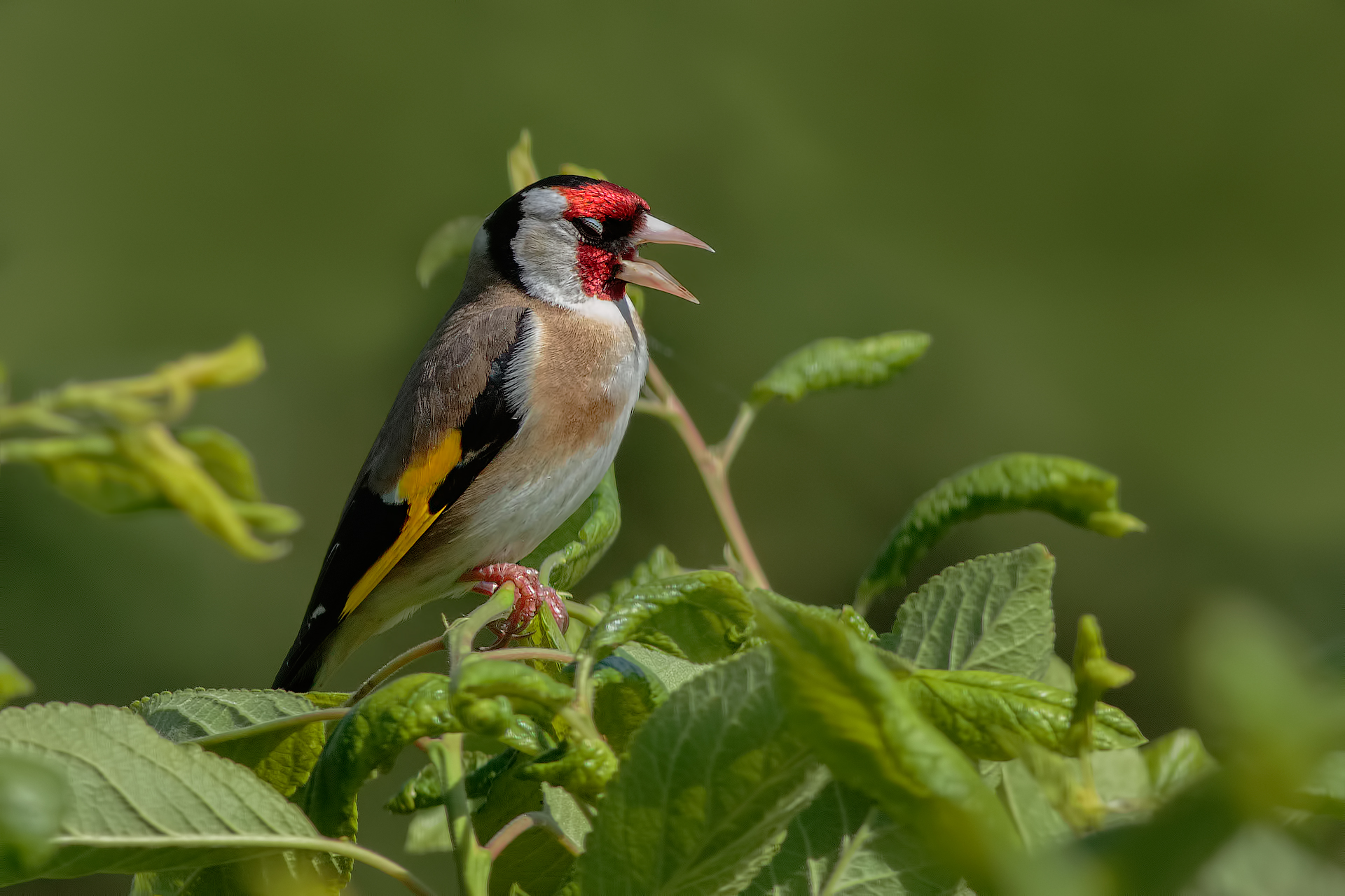 Goldfinch Canterino ...