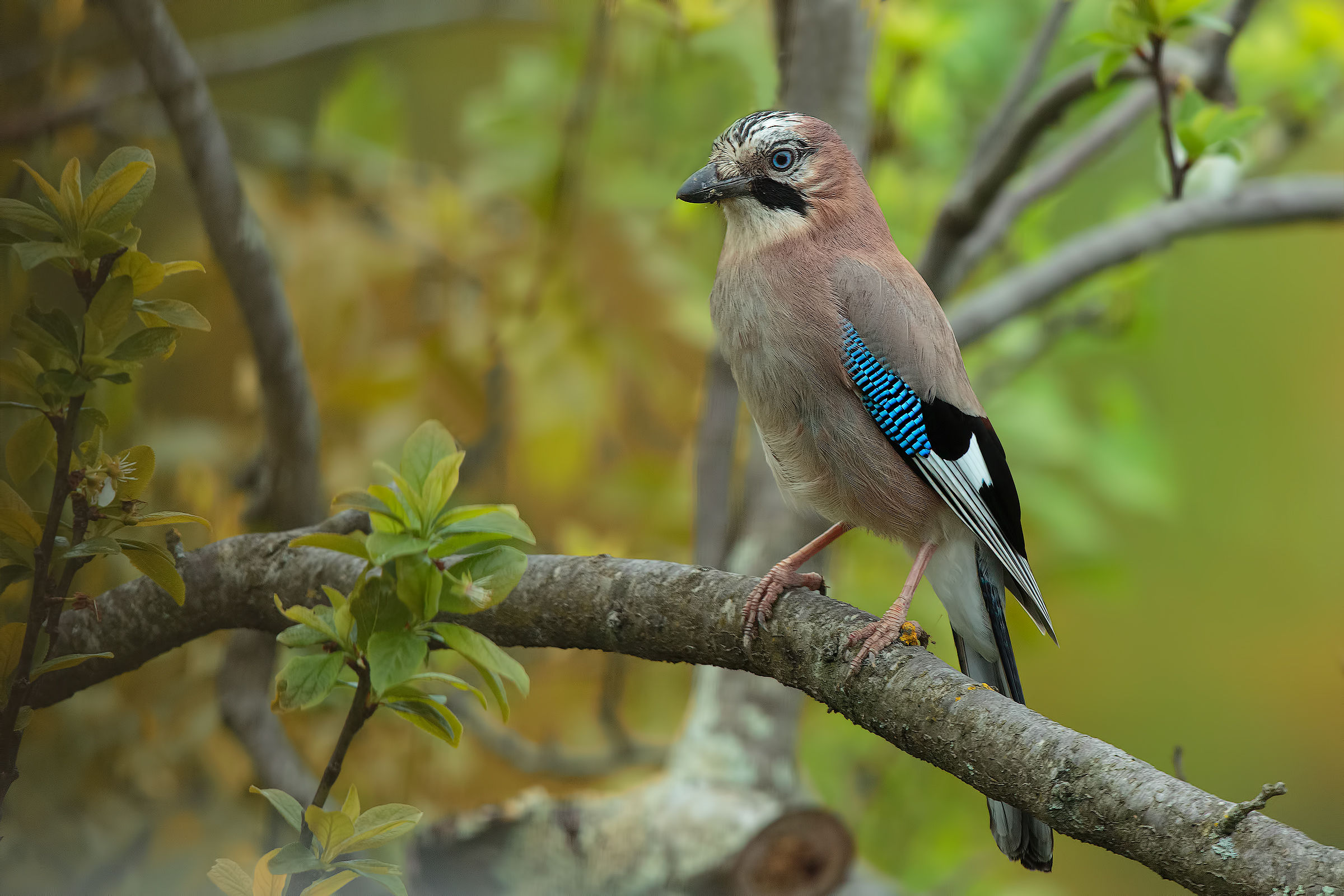 The Jay evening ..