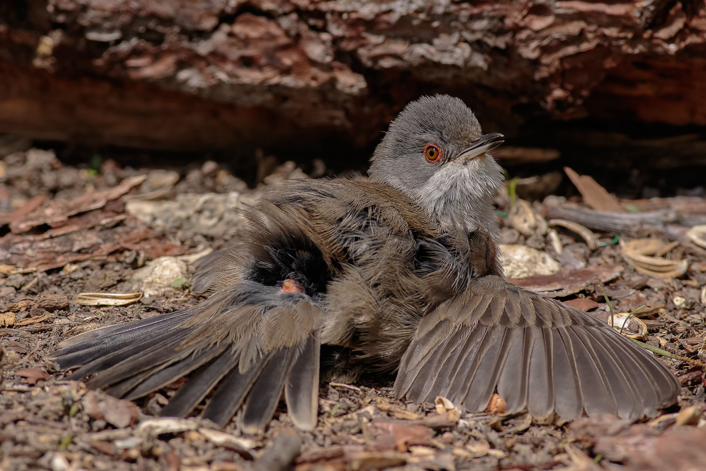 Occhiocotta in Calore..!!