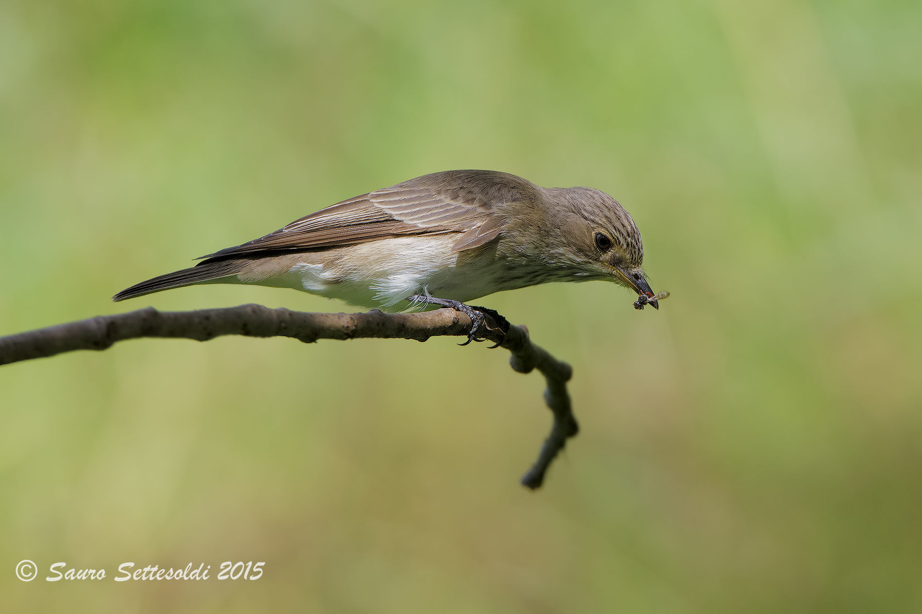 Pigliamosche e si vede