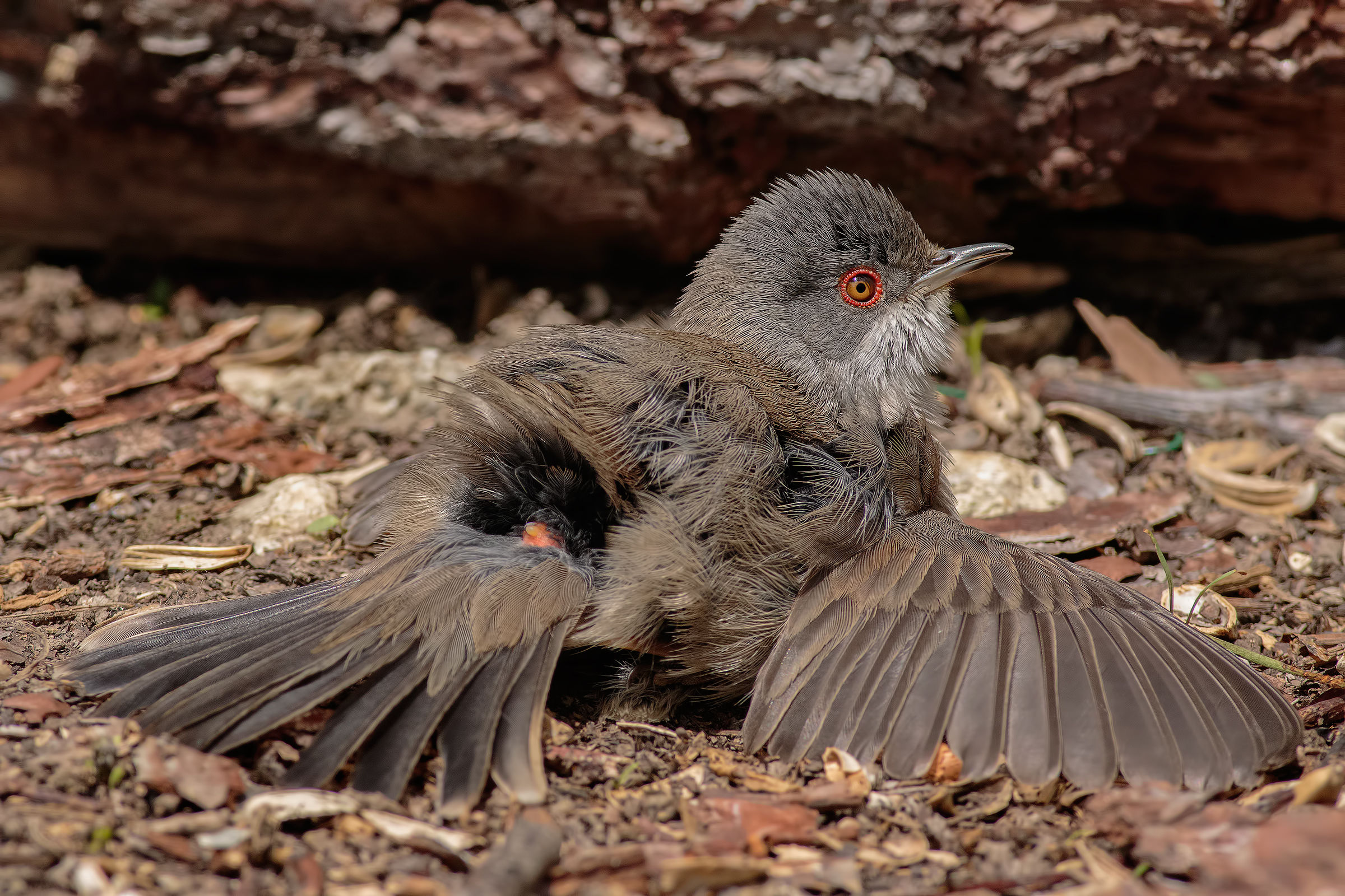 Occhiocotta in Heat # 2