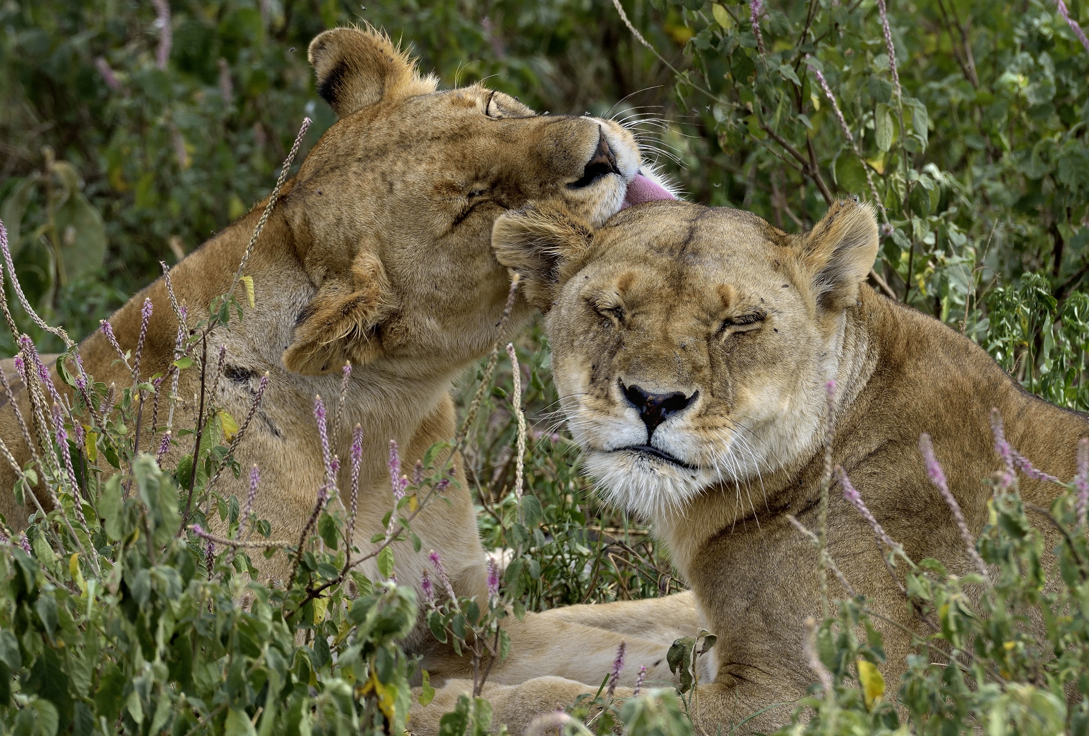 Tanzania 2015 - Goduria