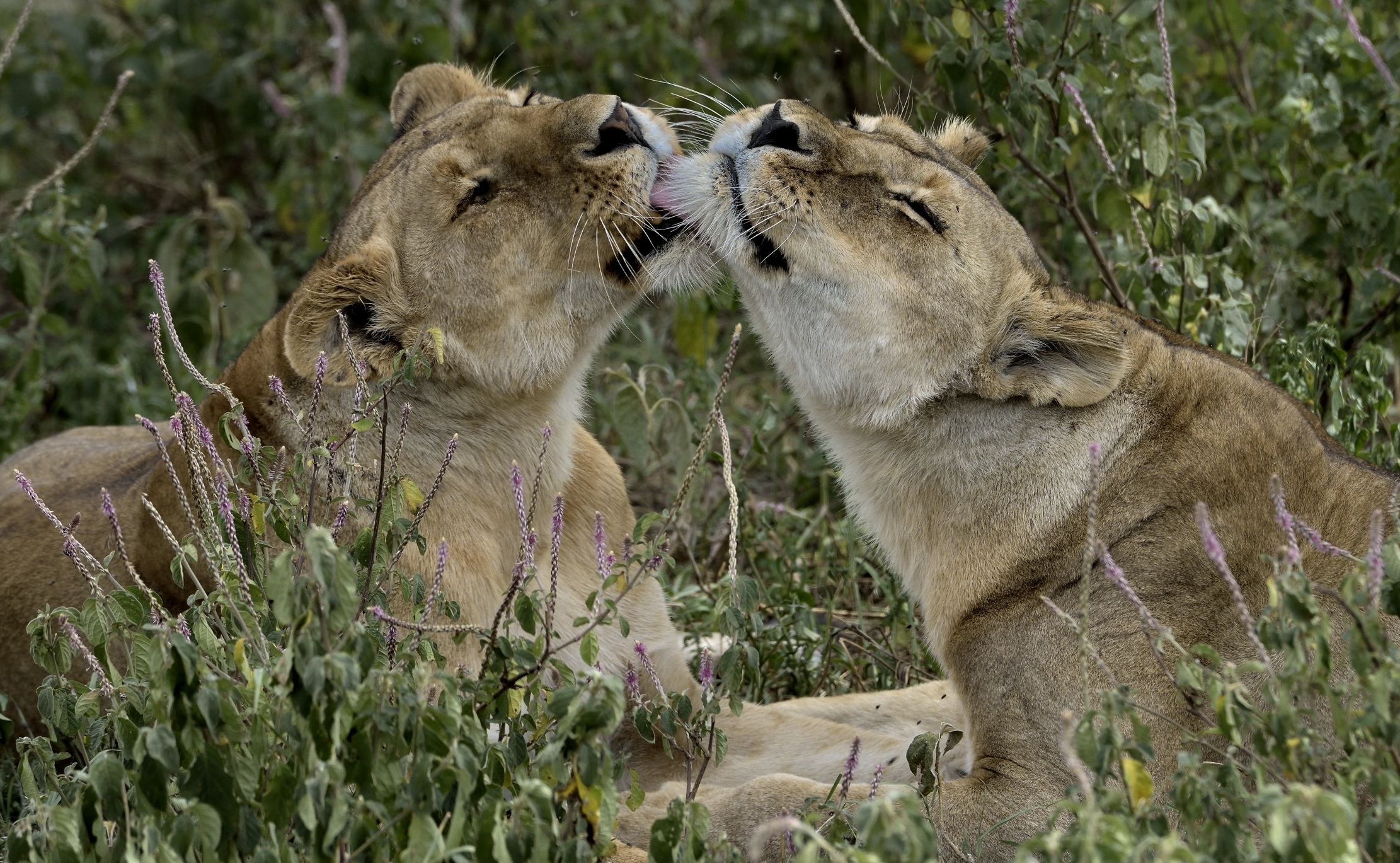 Tanzania 2015 - Goduria