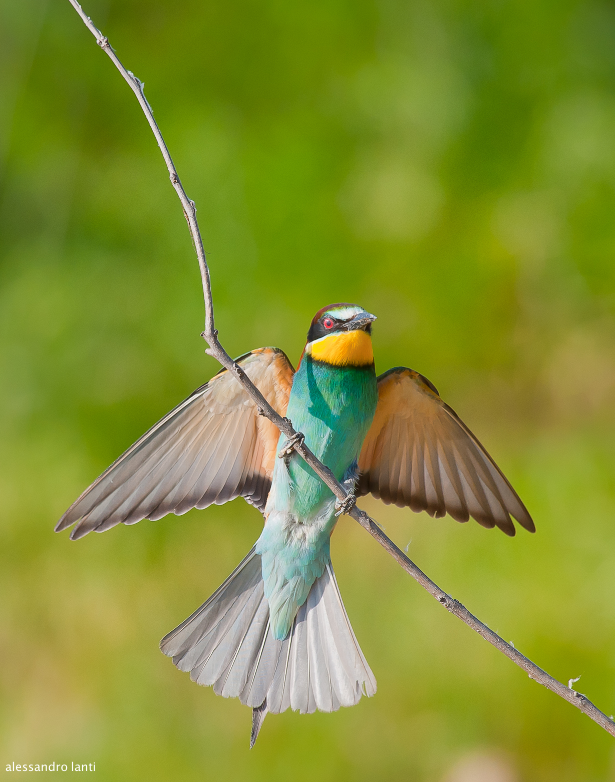 bee-eater