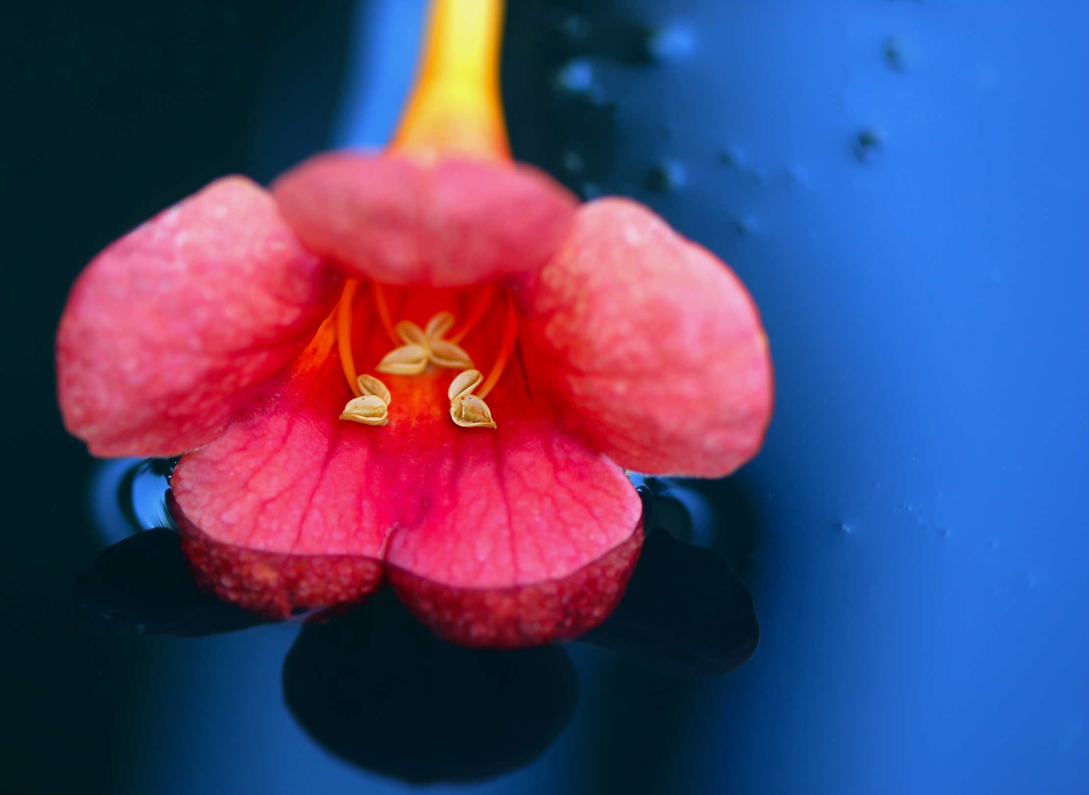 Un fiore senza titolo