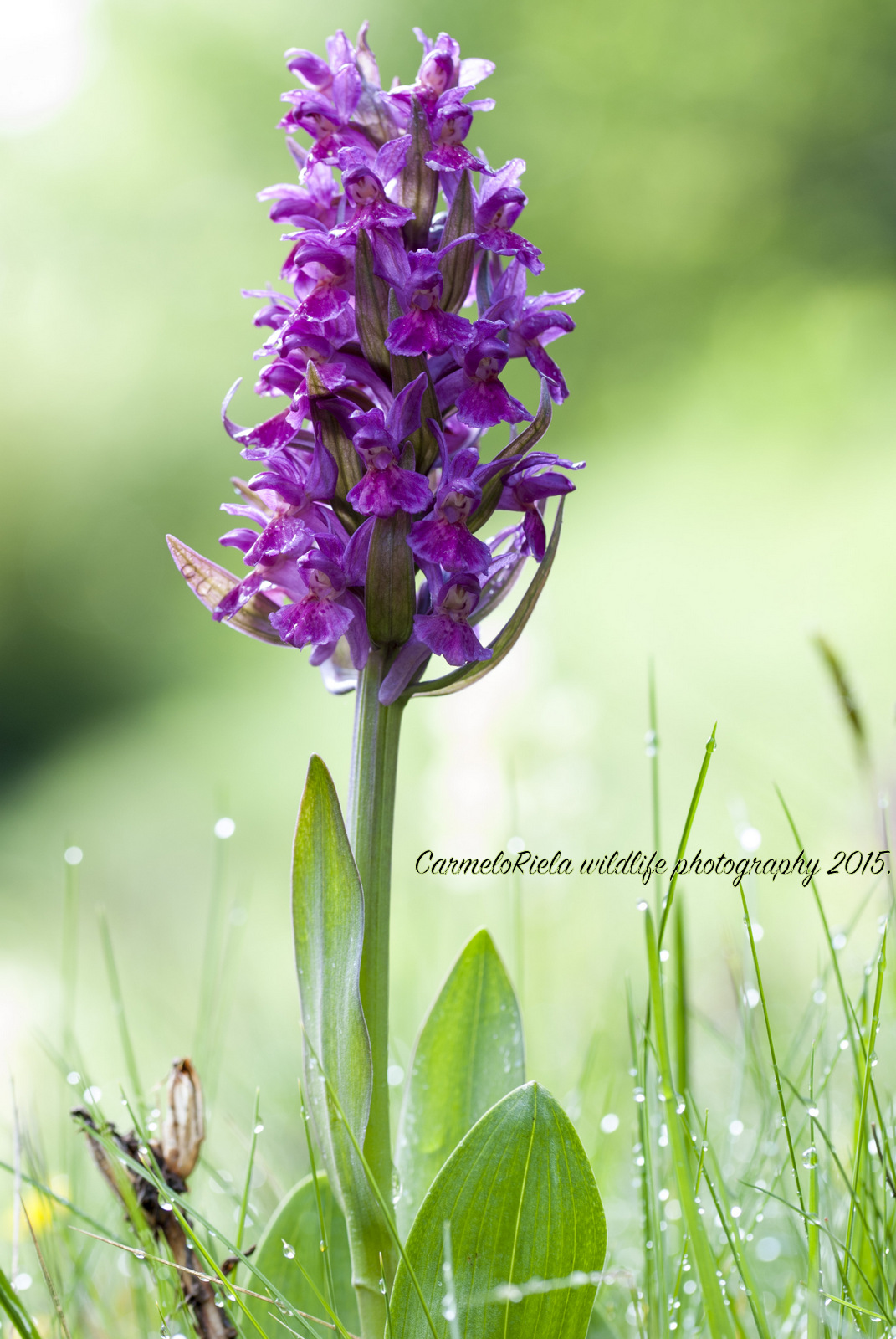 palmata orchid, lily sambucino (Dactylorhiza)