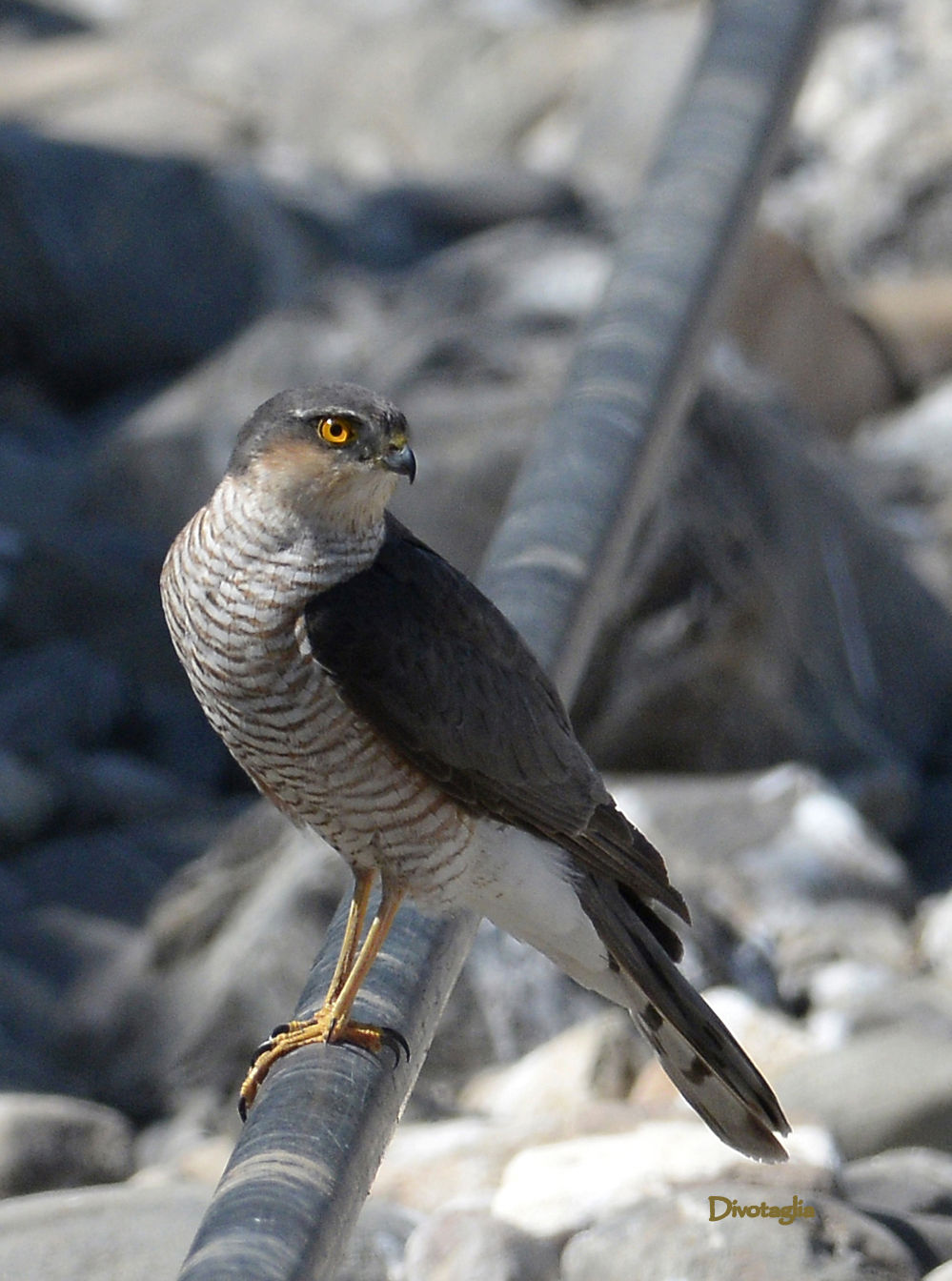 Sparviere (Accipiter nisus)