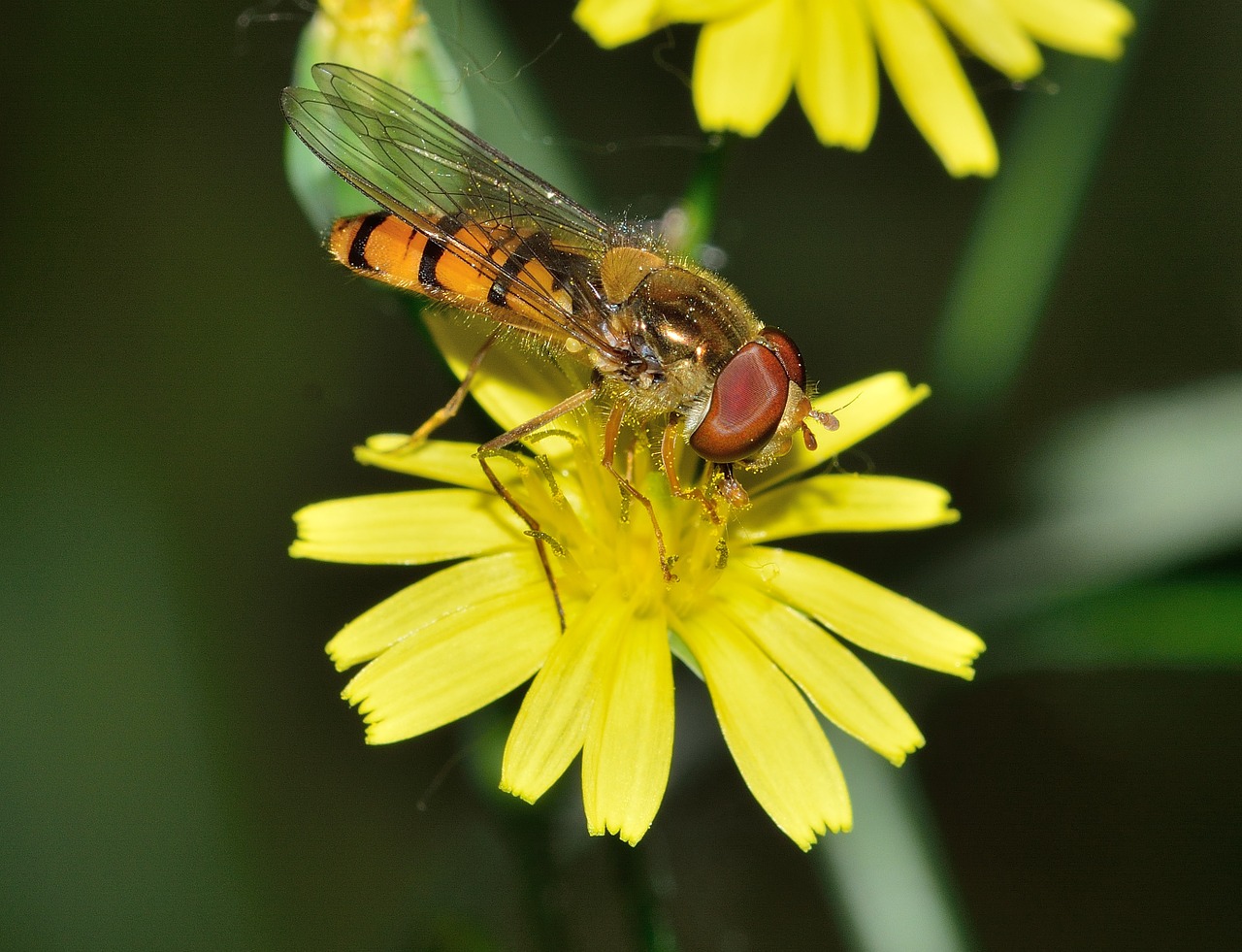 Hoverfly