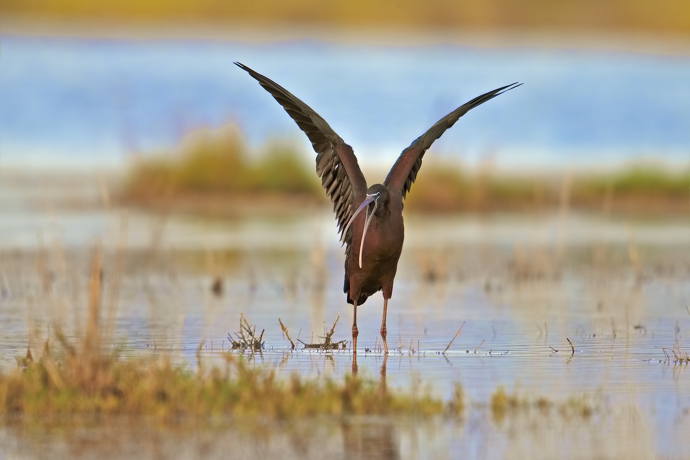 Glossy ibis