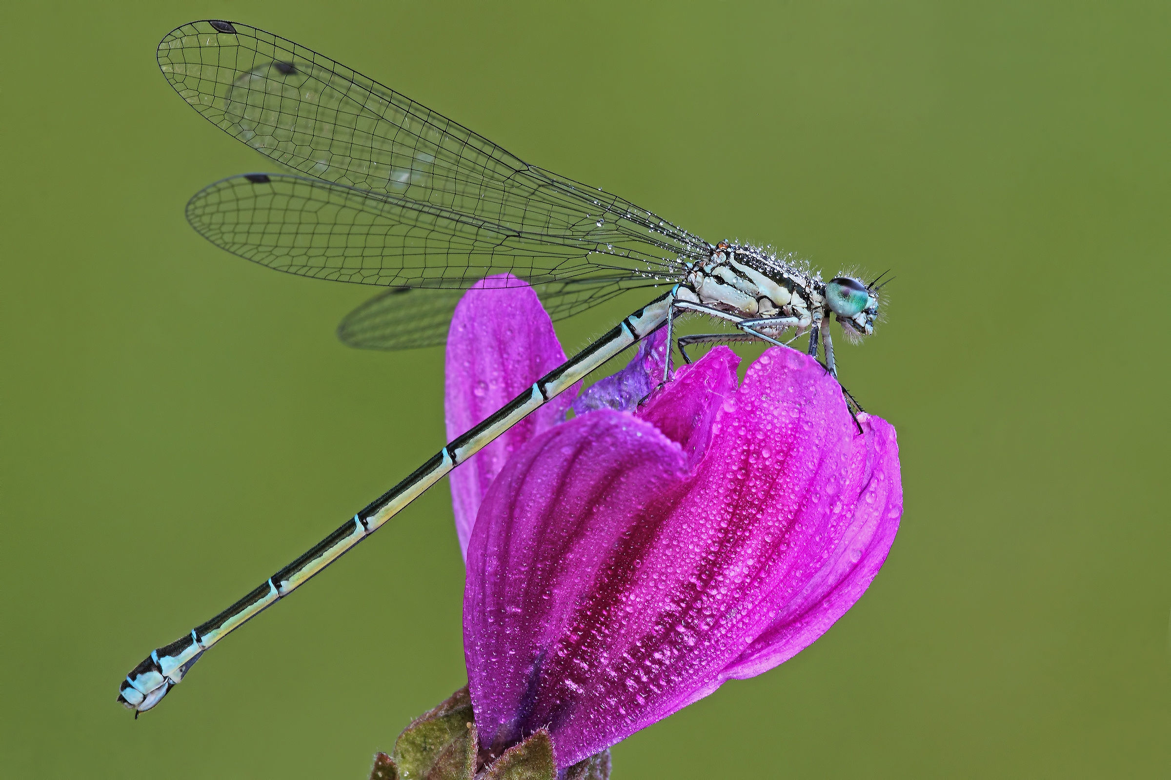 Anthem At Spring !!!