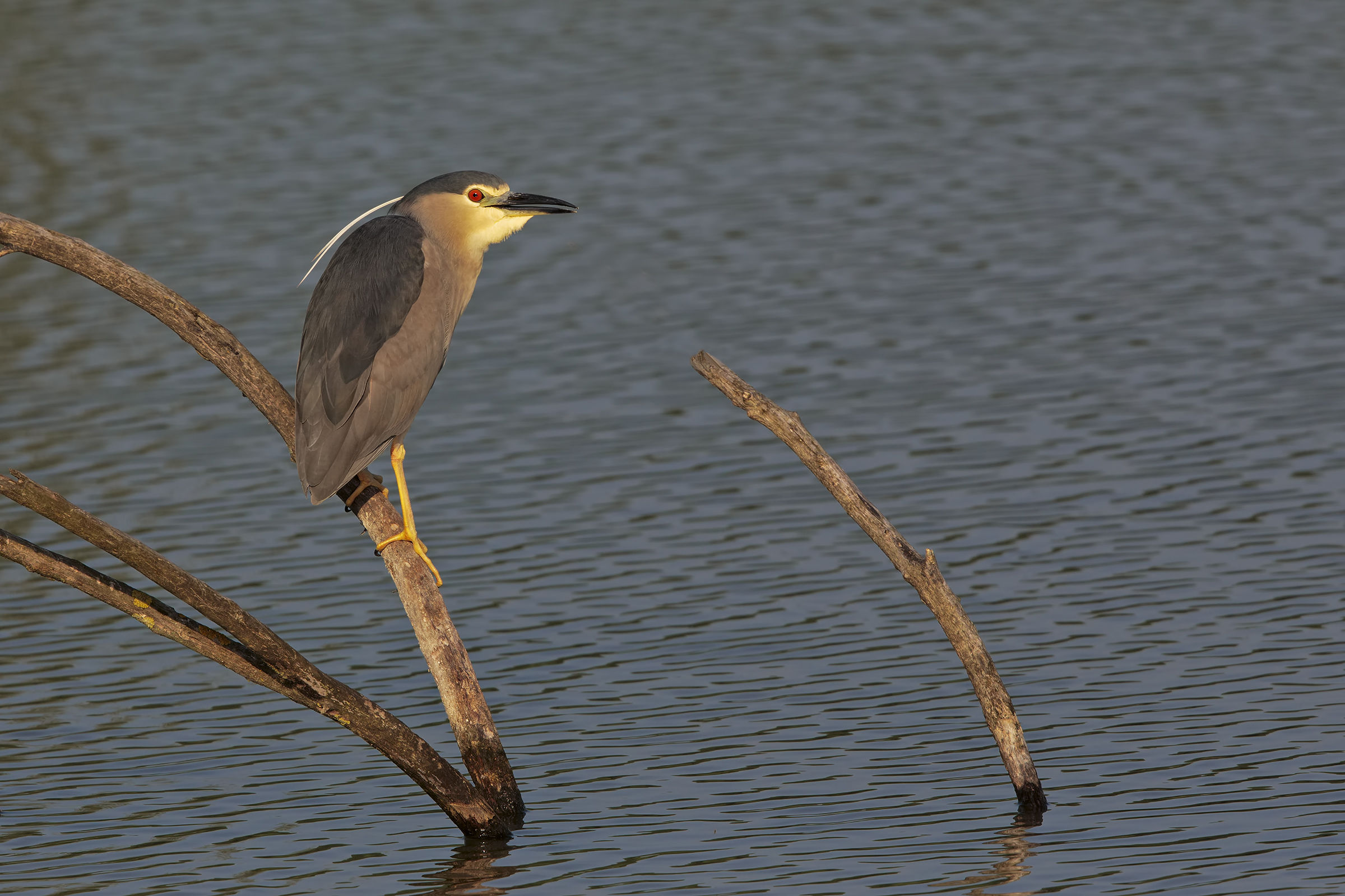 Night Heron at the first light of day