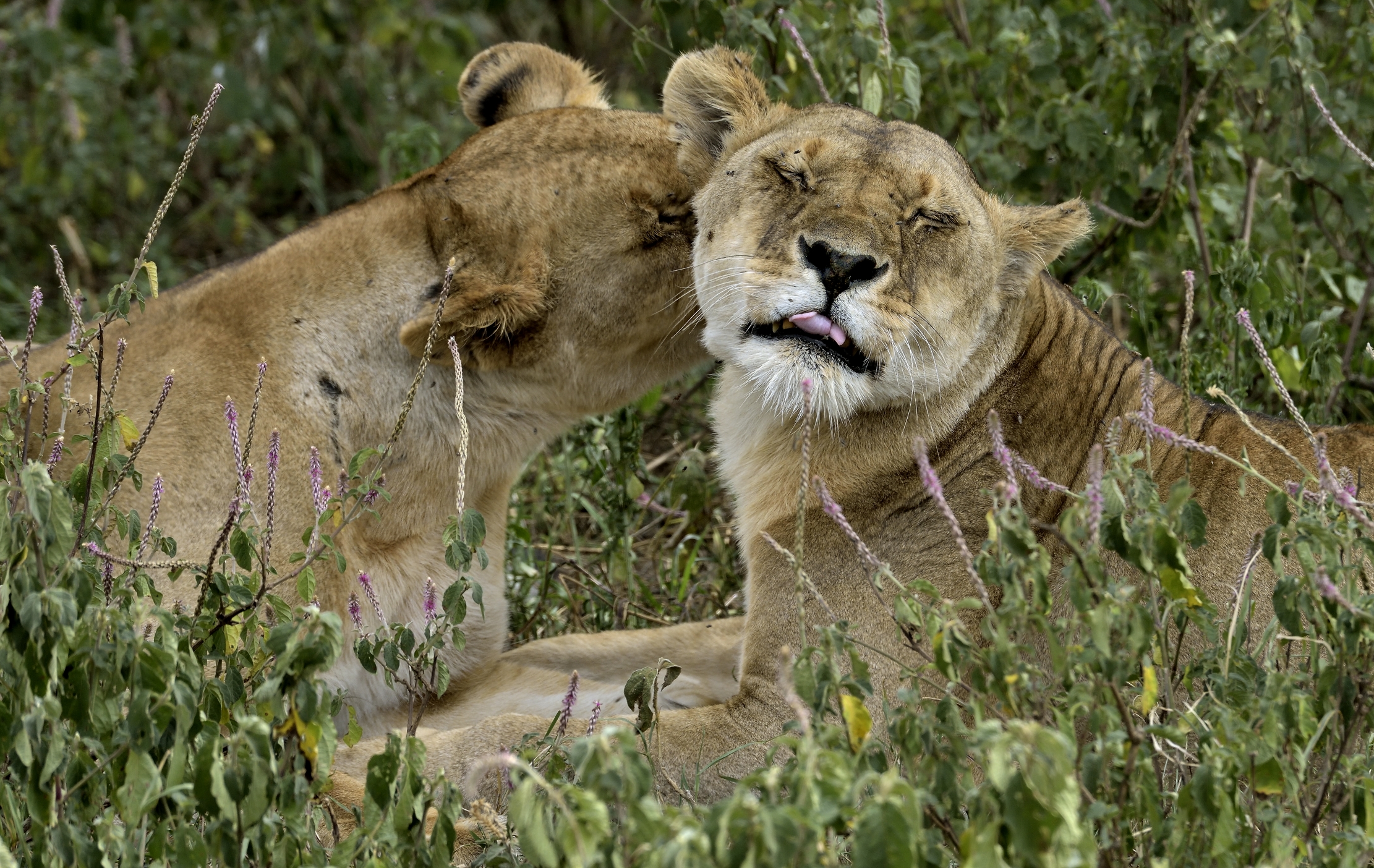 Tanzania 2015 - Goduria con linguetta