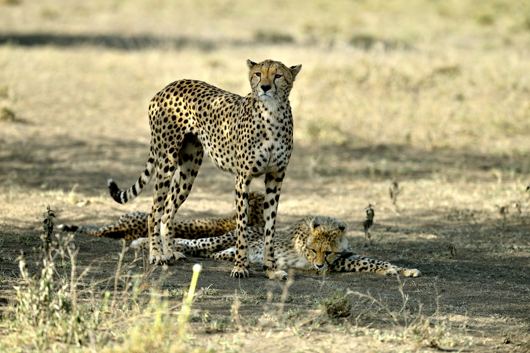 Tanzania 2015 - Mamma ghepardo