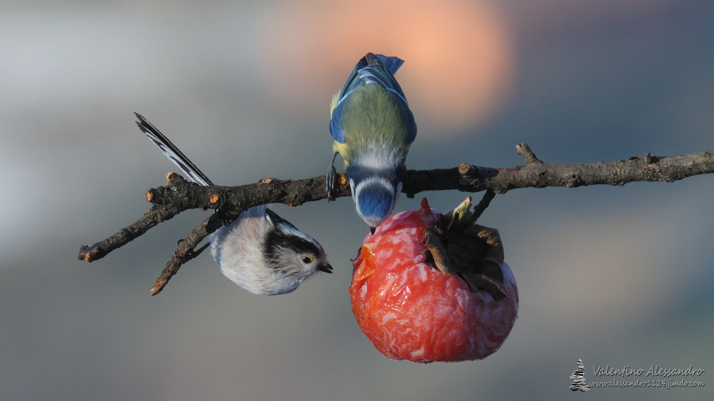 aggiungi un posto a tavola