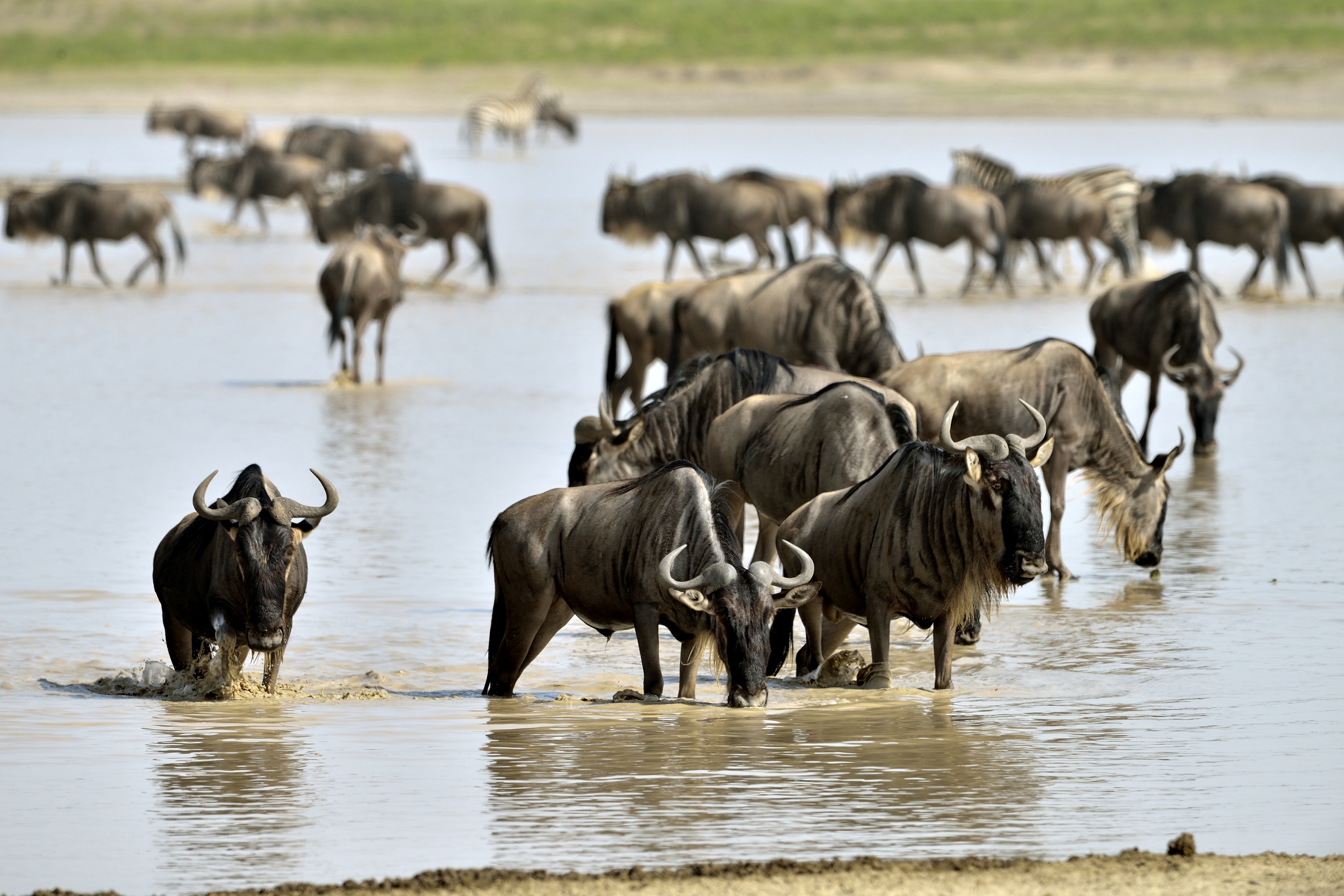 Tanzania 2015 - Migrazione