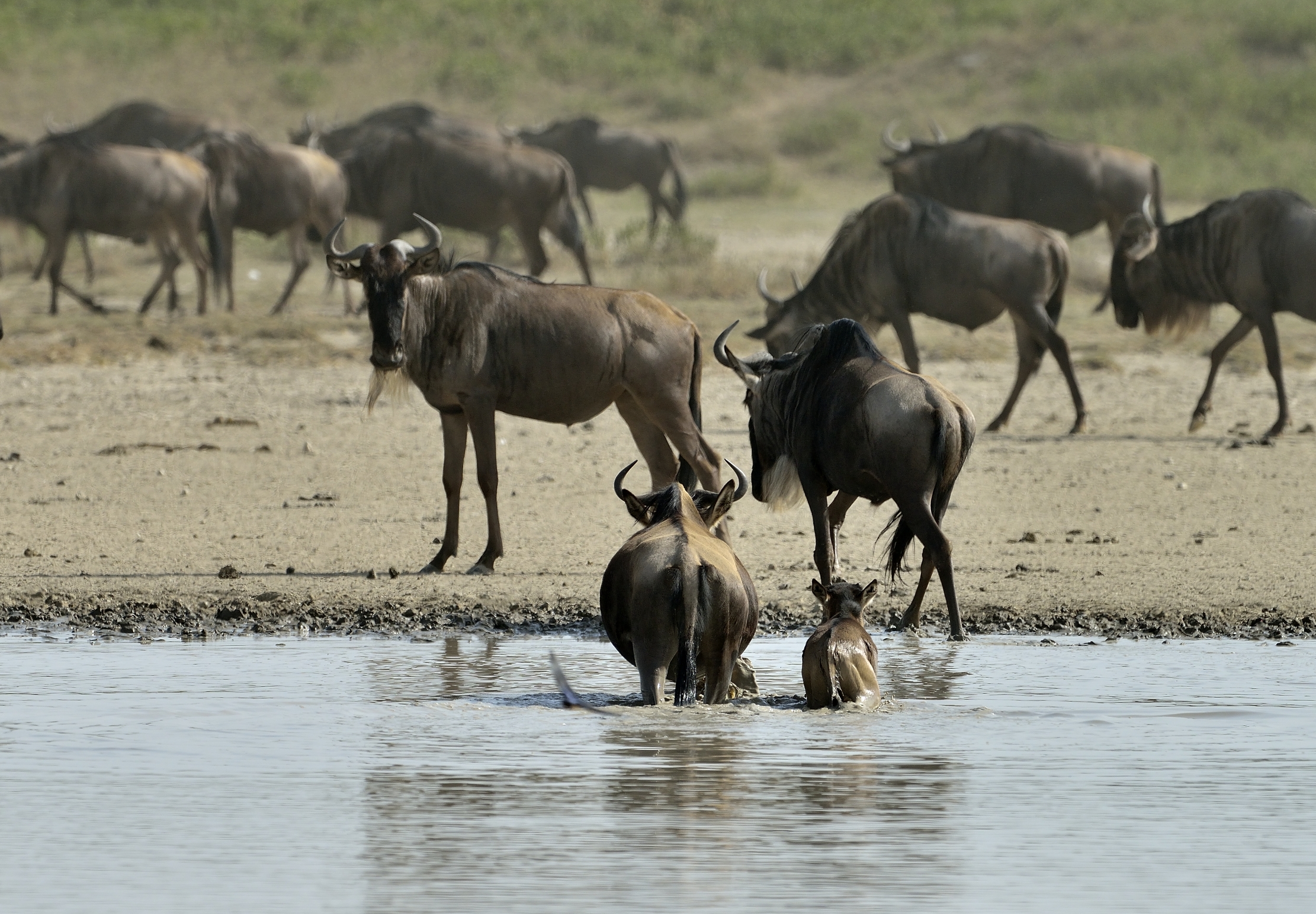 Tanzania 2015 - Migrazione