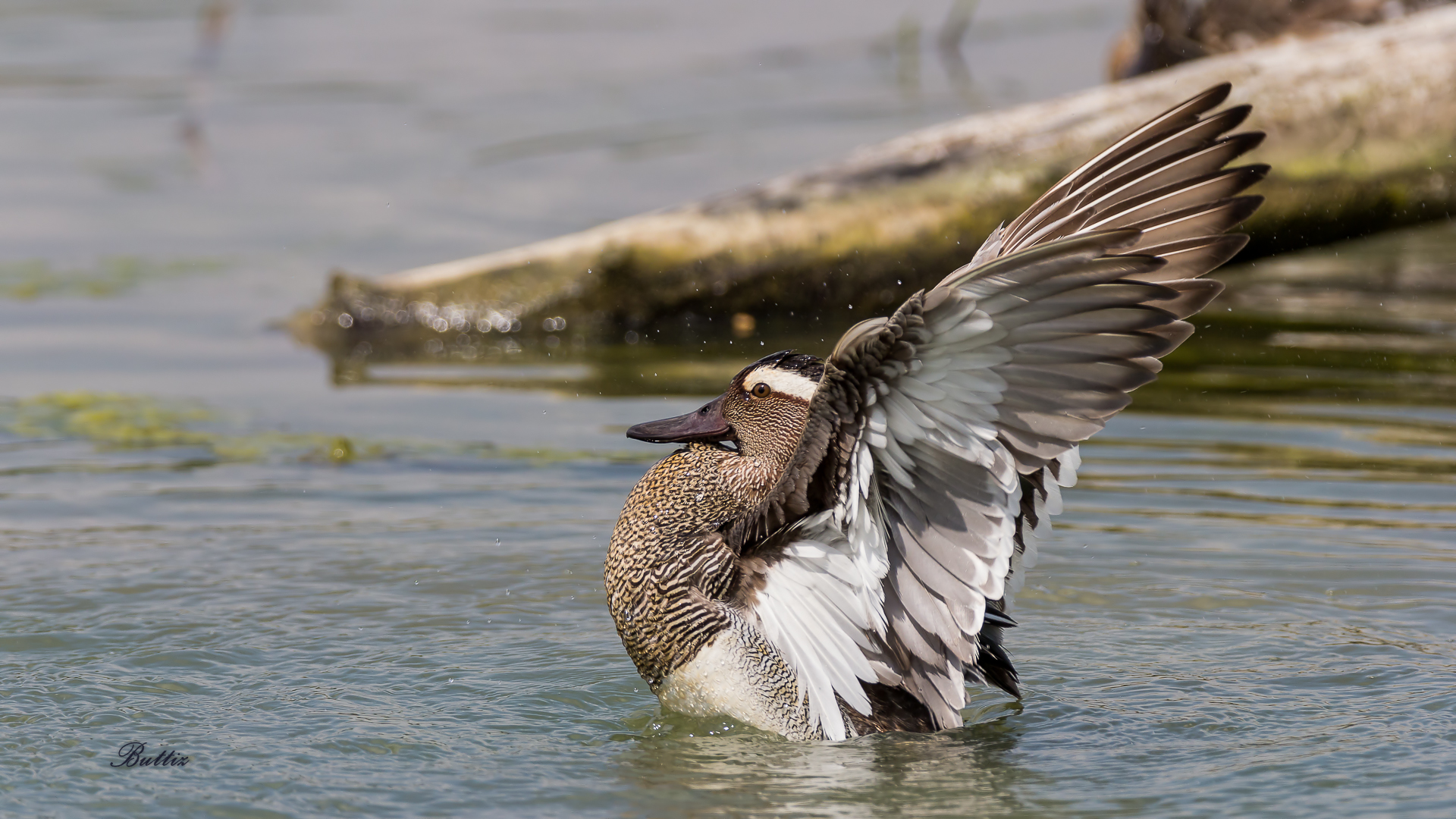 Garganey