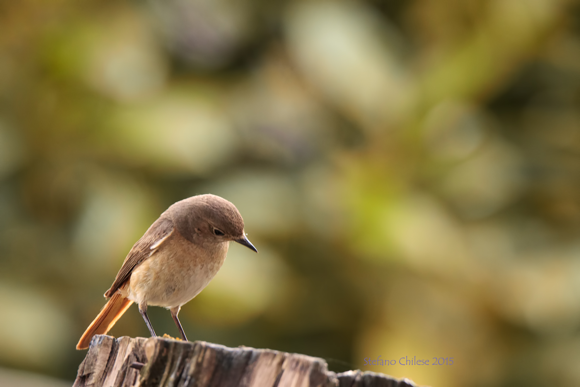 Dal Giardino Del Papi