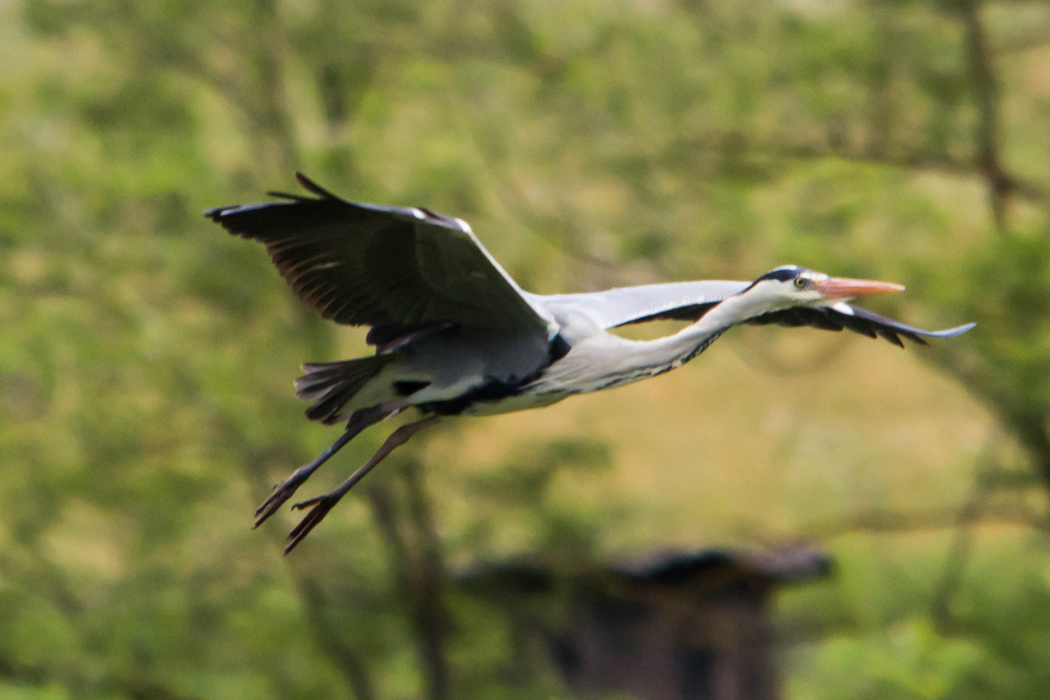 Gray heron - In Flight