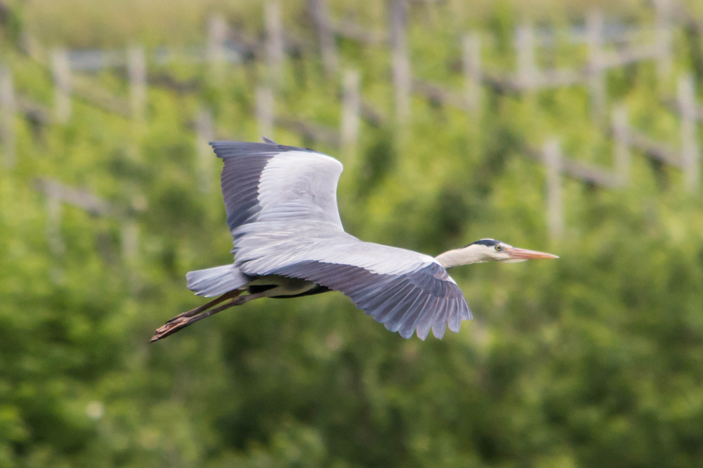 Gray heron - In Flight