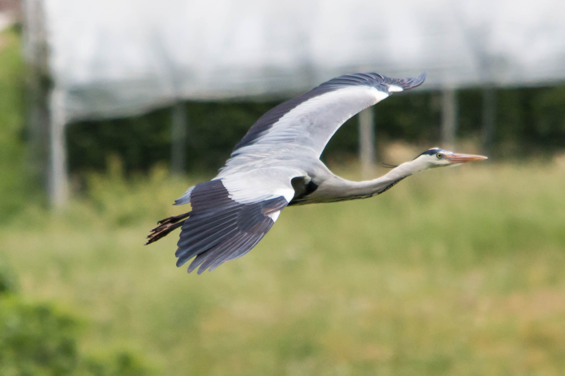 Gray heron - In Flight