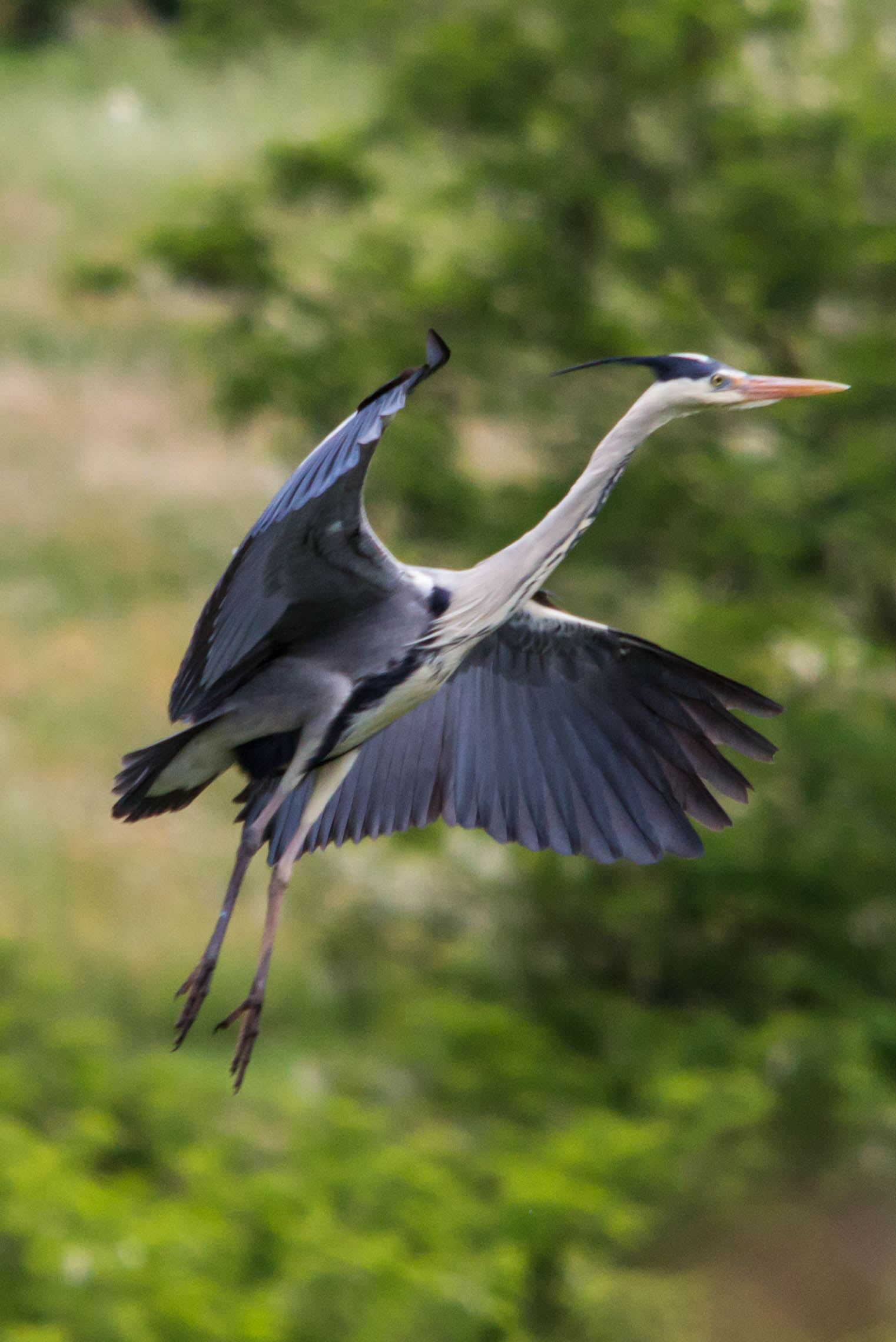 Gray heron - In Flight