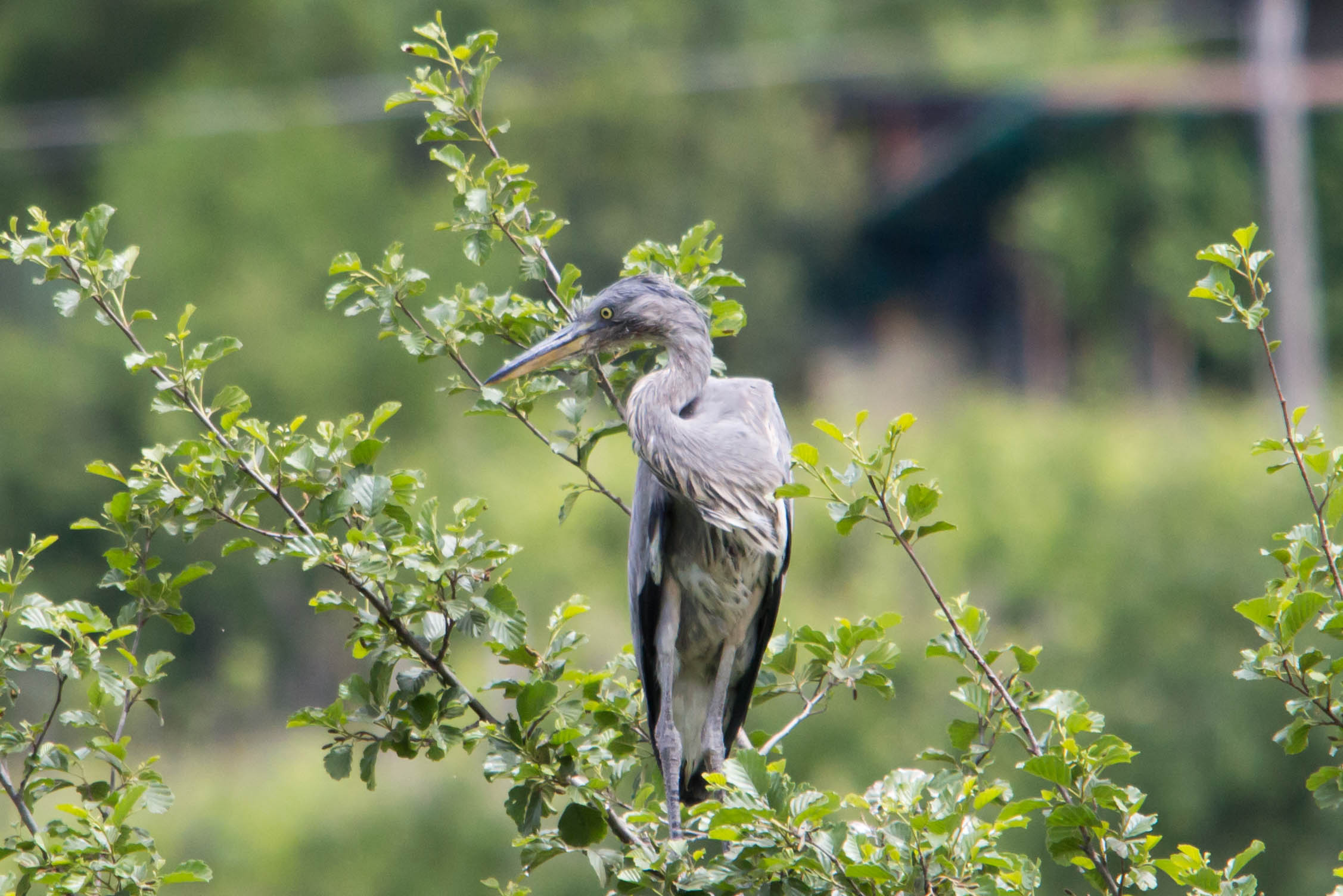 Gray heron - Exemplary young