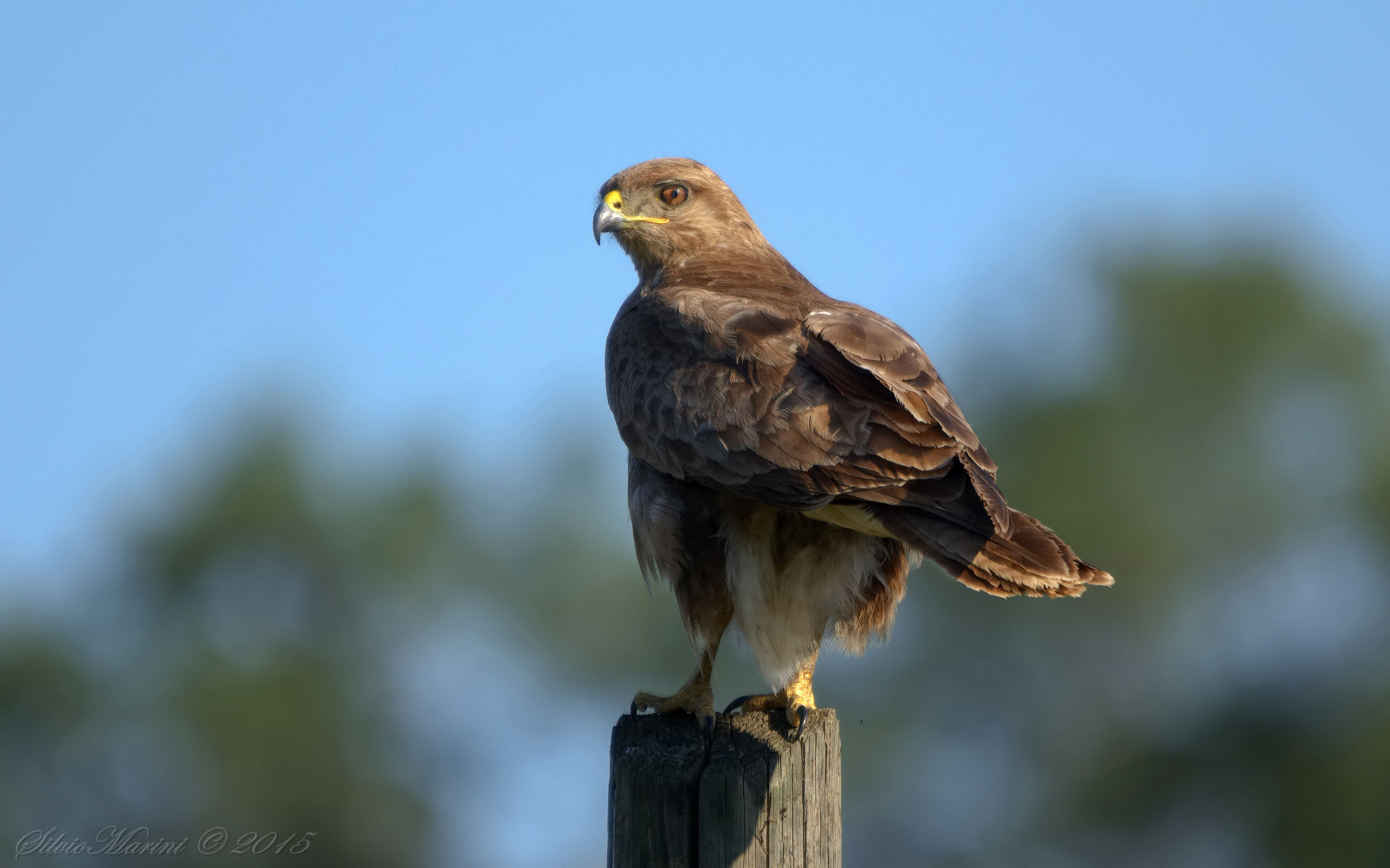 Poiana  (Buteo buteo)