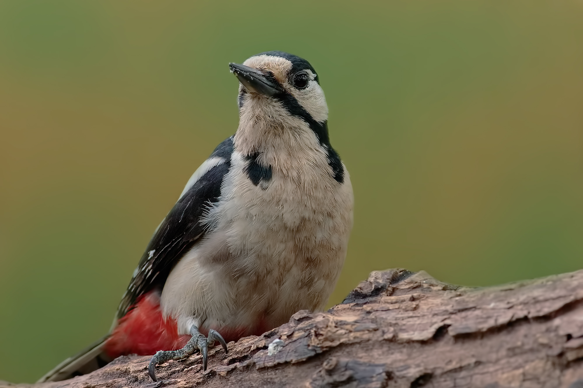 Woodpecker ISO 6400 (II 7D)